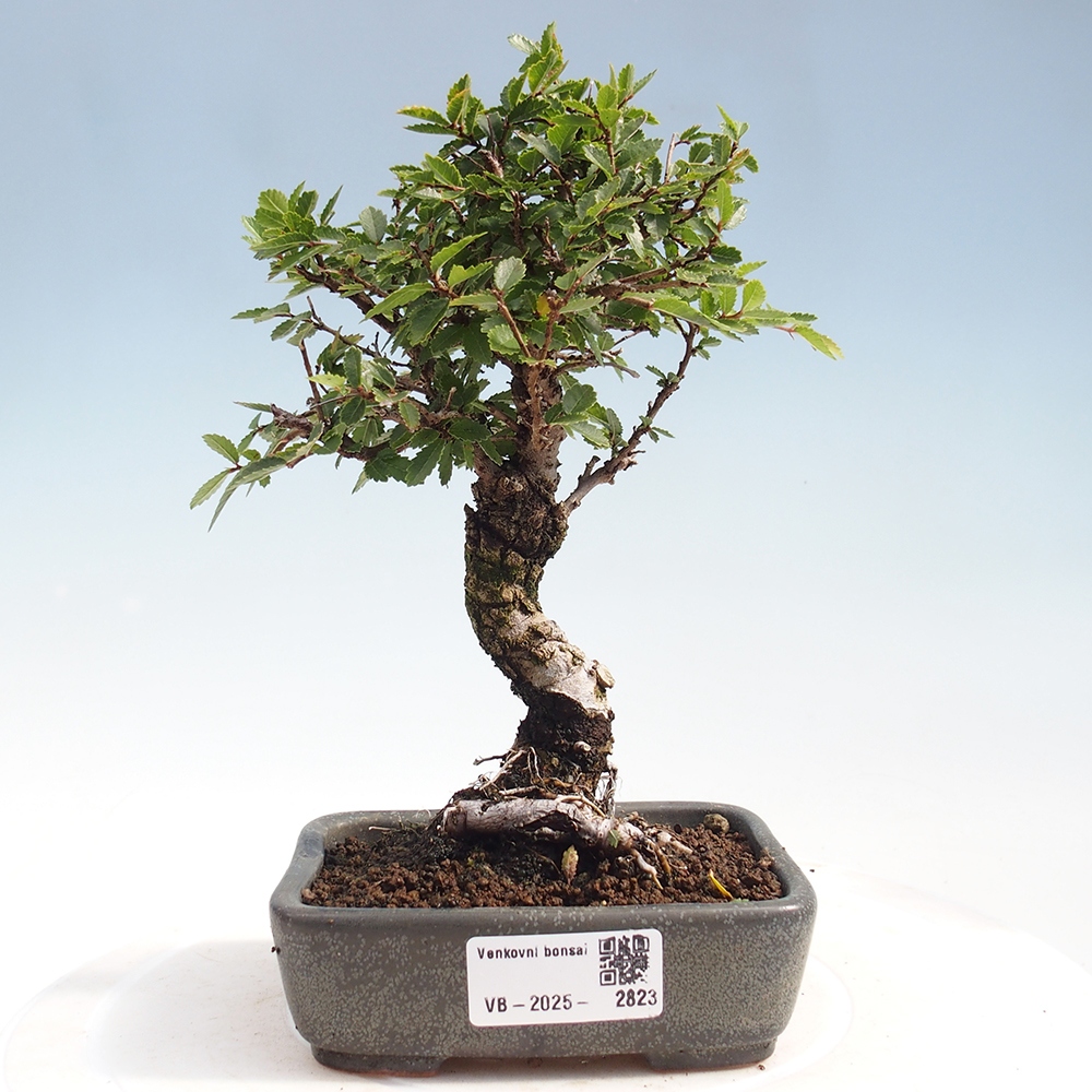 Venkovní bonsai - Zelkova - Zelkova NIRE