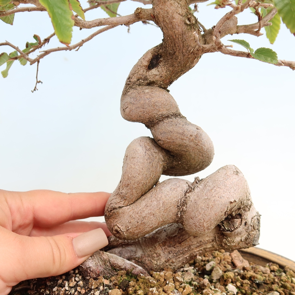 Venkovní bonsai -Carpinus CARPINOIDES - Habr korejský