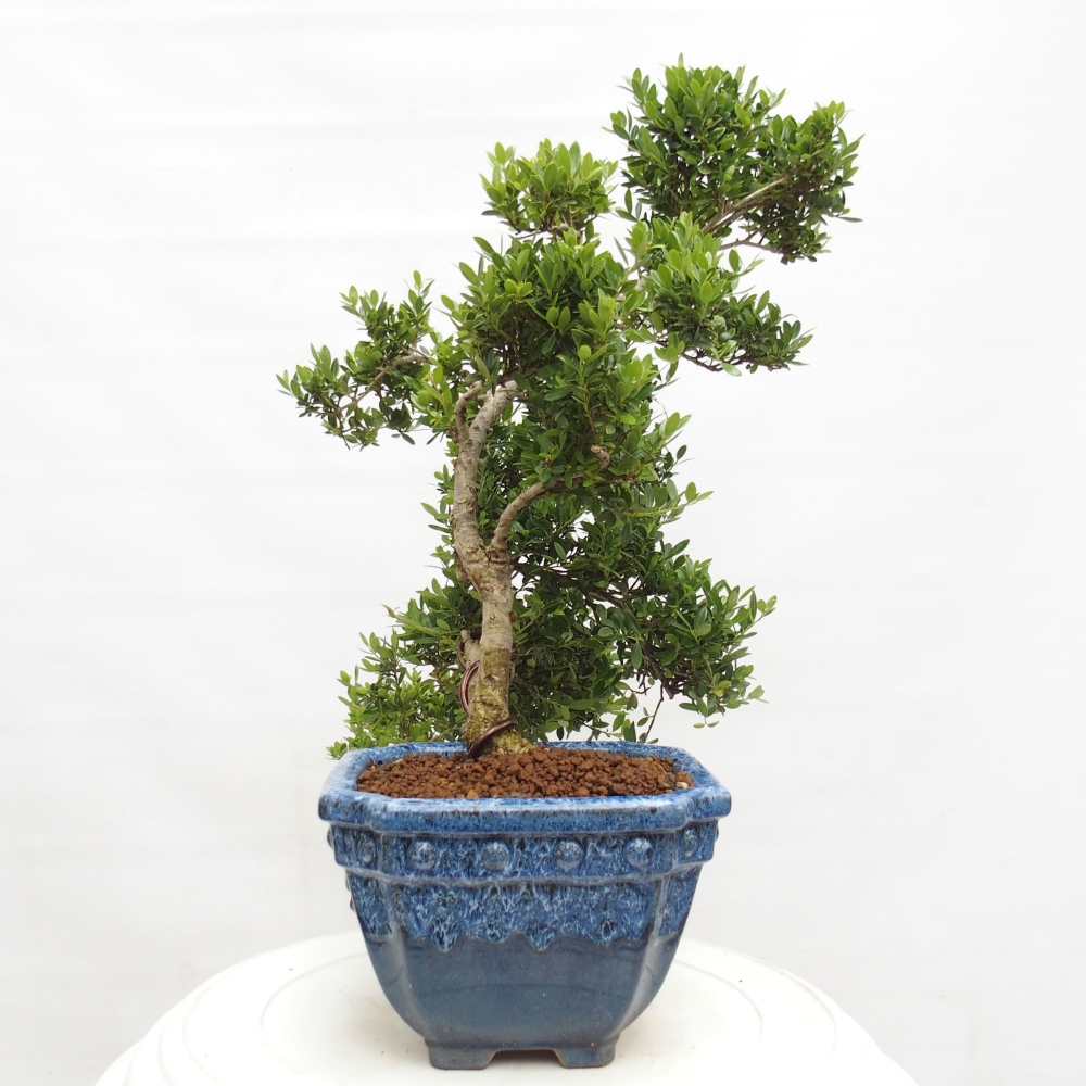 Pokojová bonsai - Ilex crenata - Cesmína