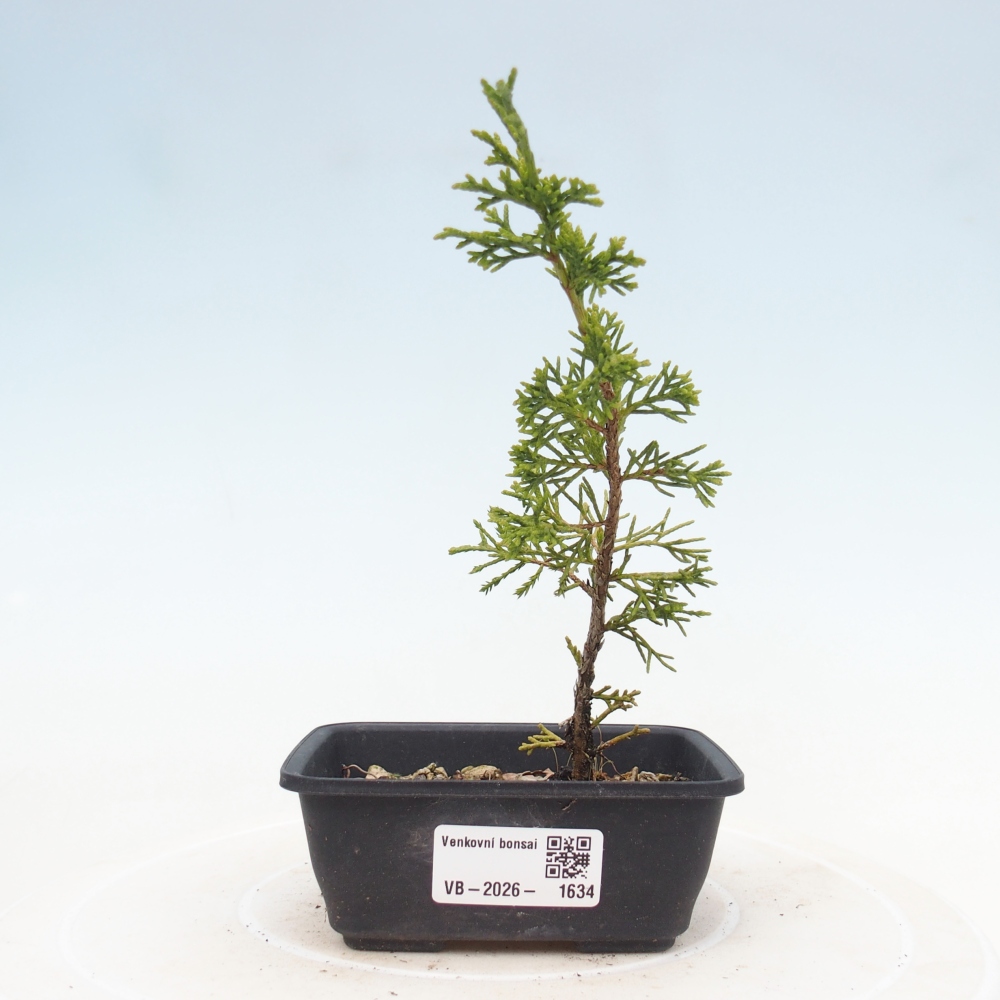 Venkovní bonsai - Juniperus chinensis Itoigawa -Jalovec čínský
