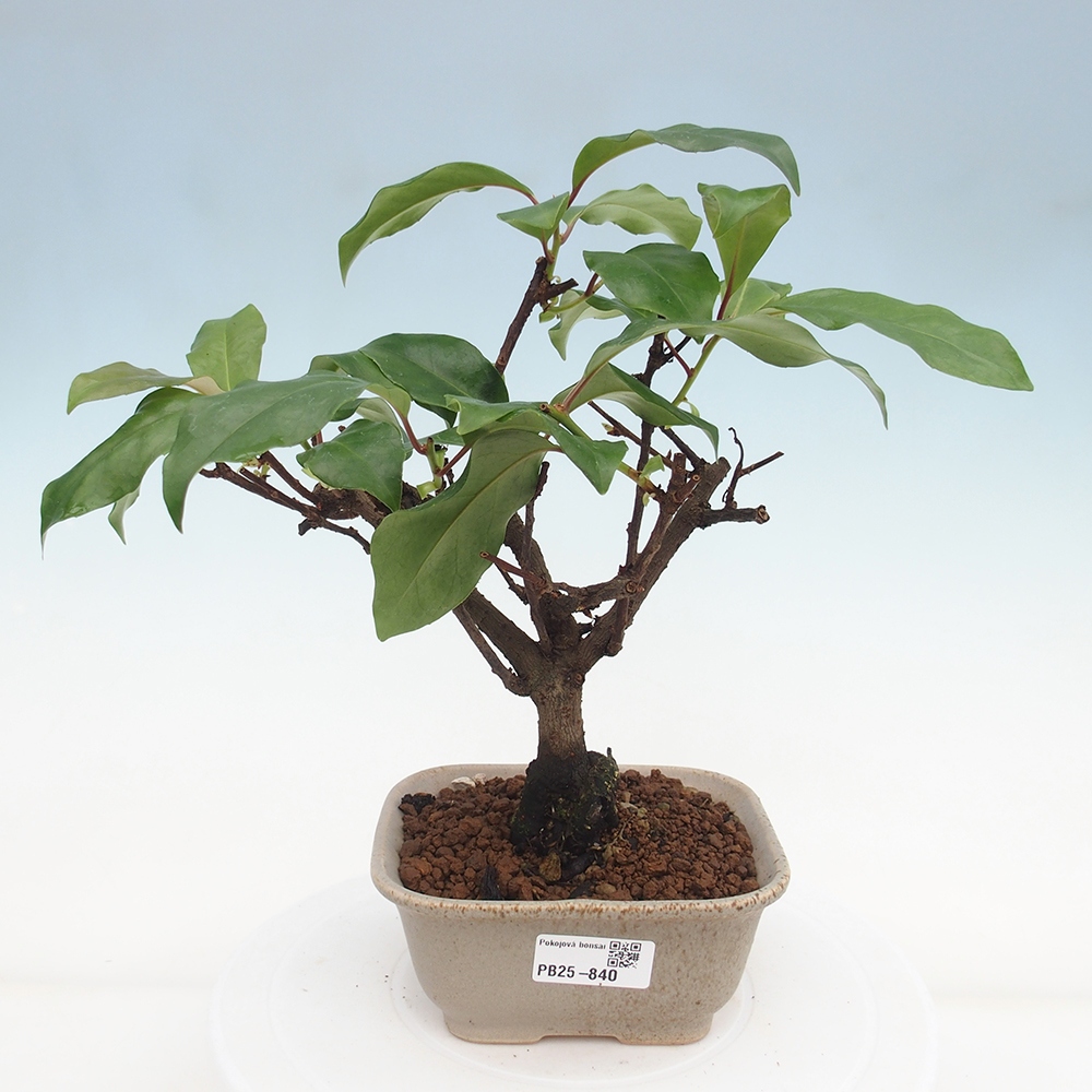 Pokojová bonsai- Kadsura japonica 