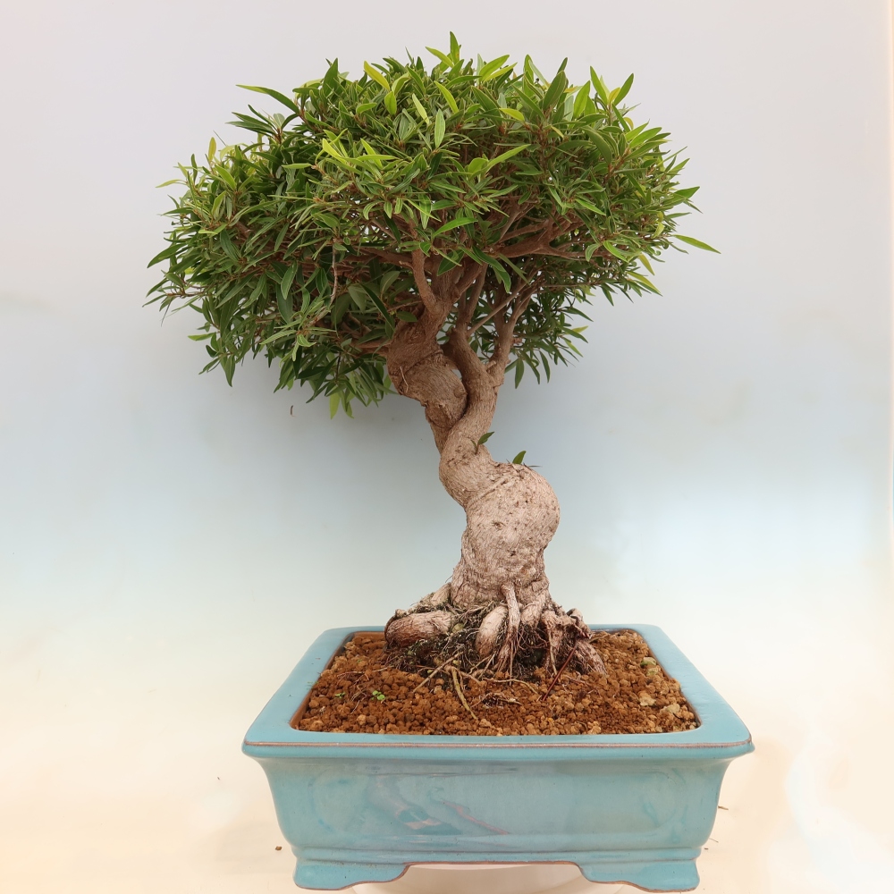 Pokojová bonsai - Ficus nerifolia -  malolistý fíkus