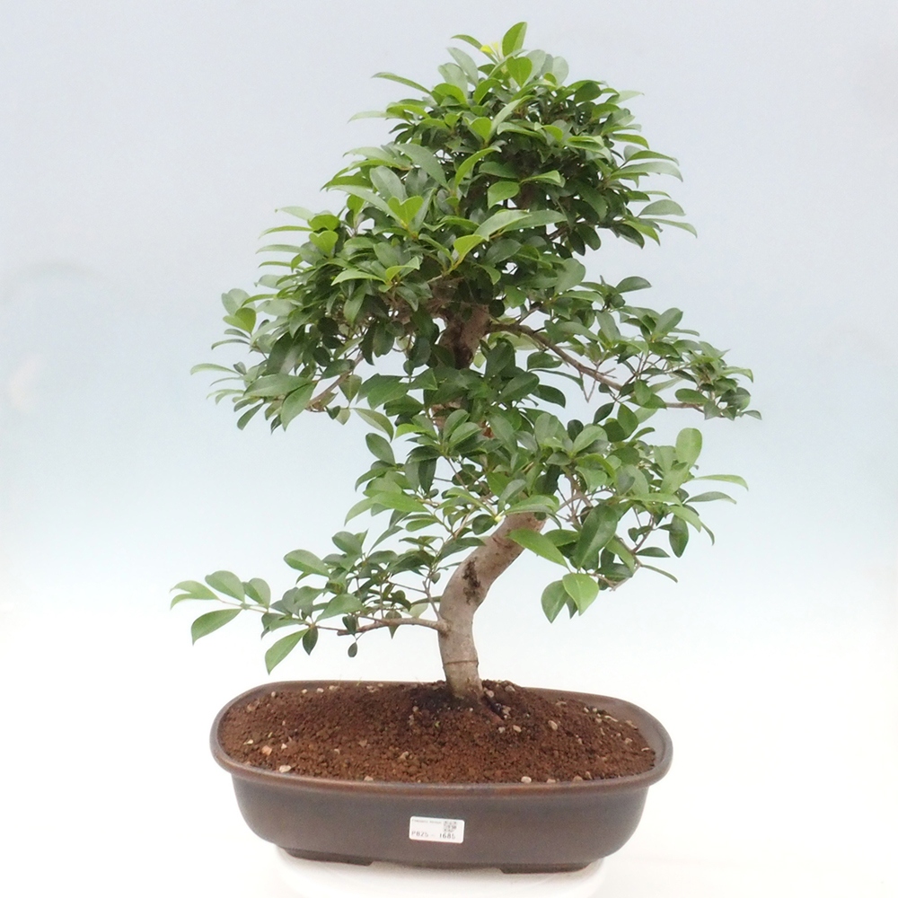 Pokojová bonsai - Australská třešeň - Eugenia uniflora