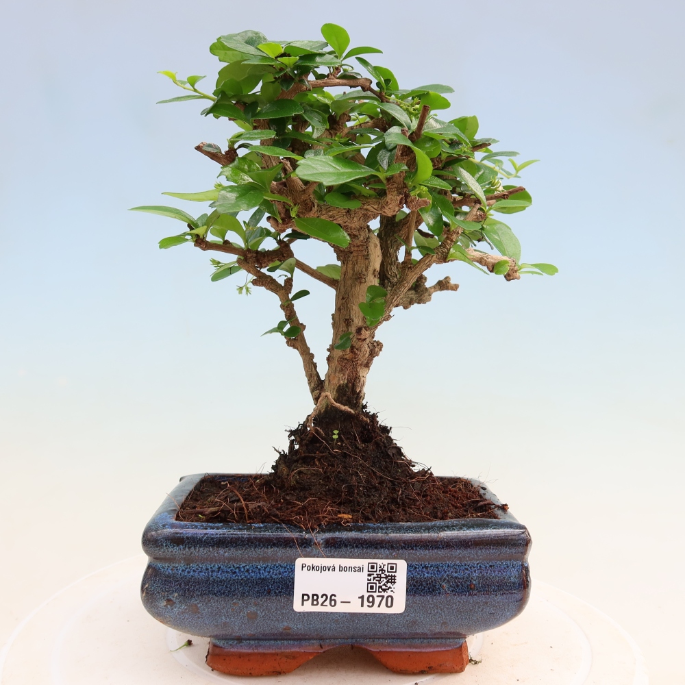 Pokojová bonsai - Carmona macrophylla - Čaj fuki