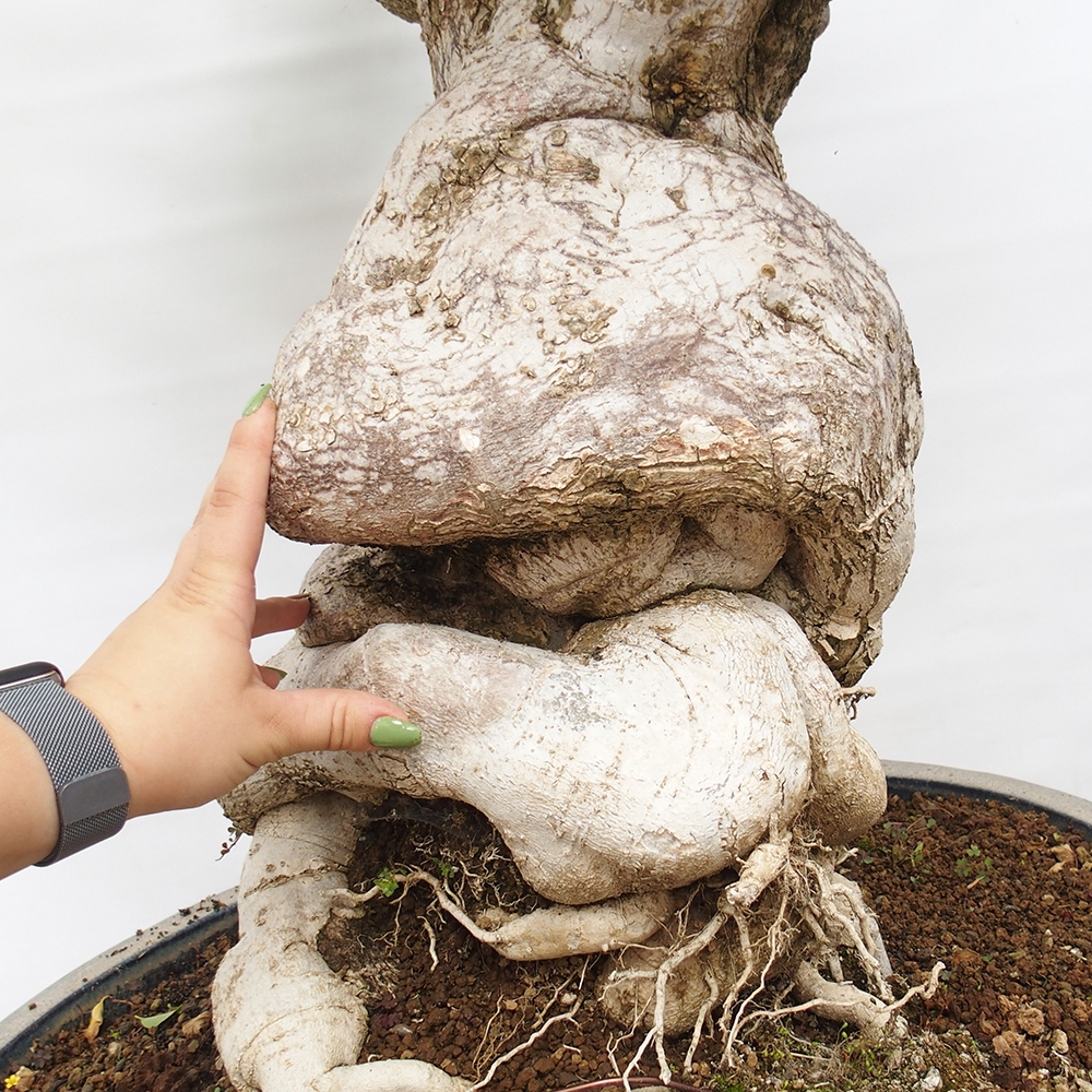 Pokojová bonsai - Bouganwilea