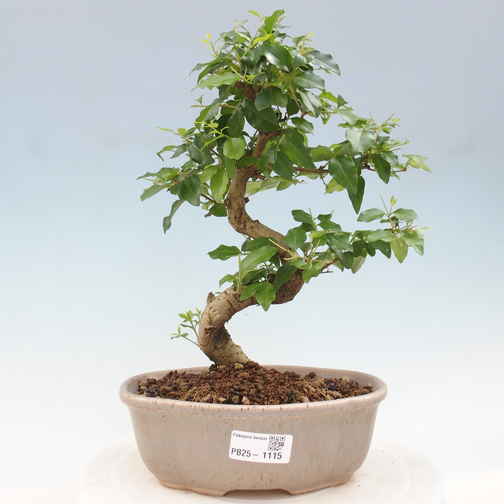 Pokojová bonsai -Ligustrum chinensis - Ptačí zob