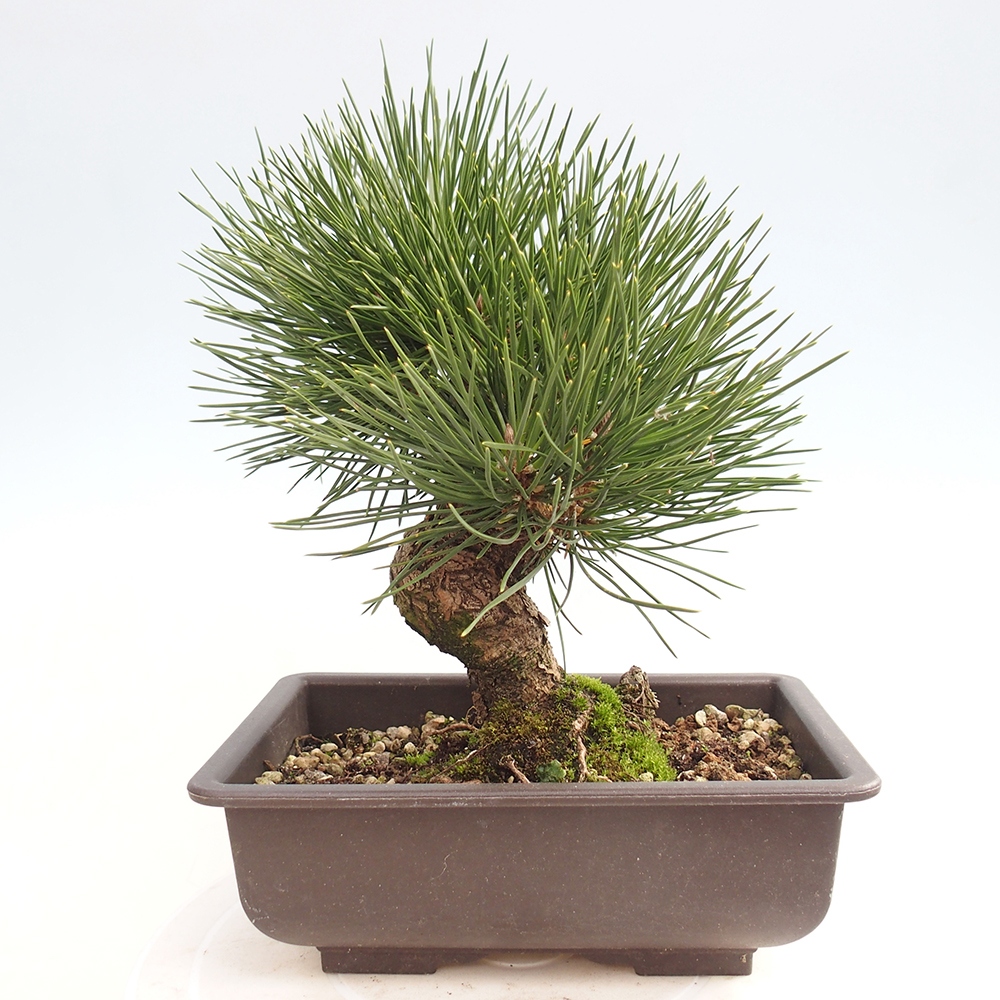 Venkovní bonsai - Pinus thunbergii - Borovice thunbergova