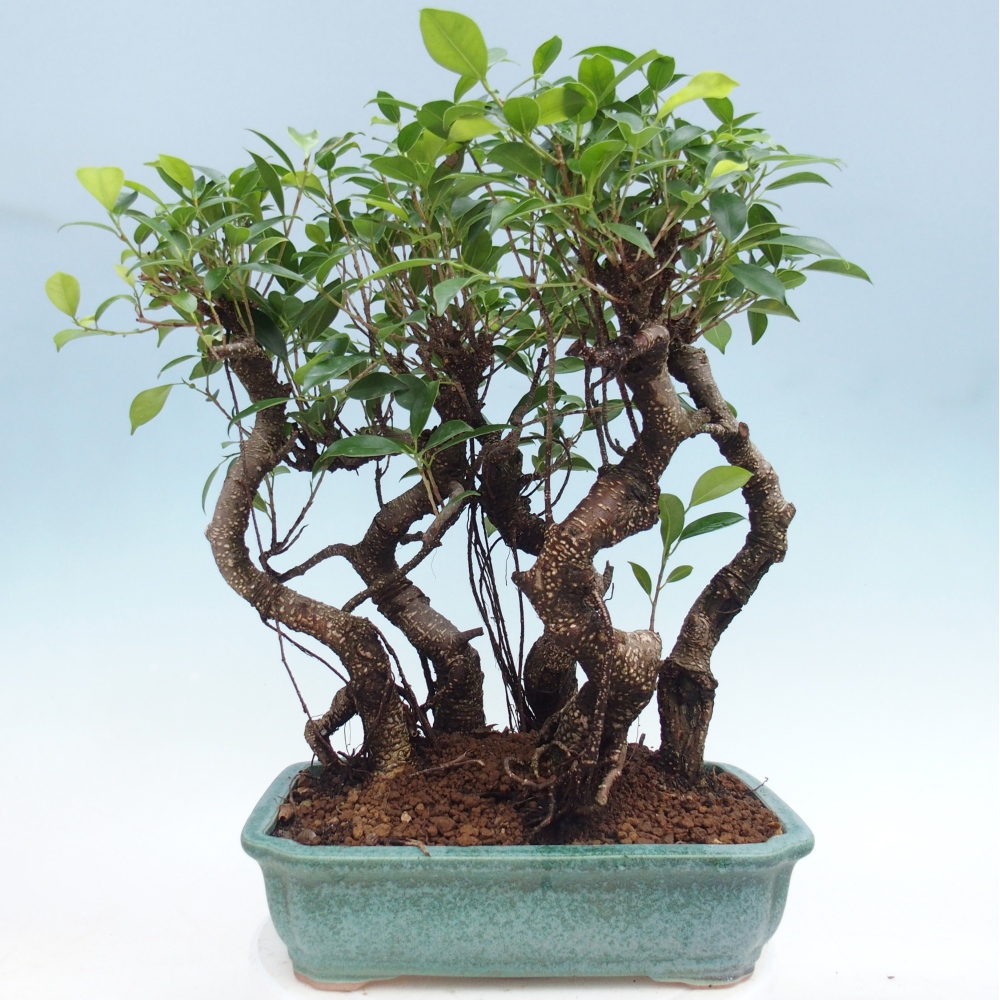 Pokojová bonsai - Ficus kimmen -  malolistý fíkus