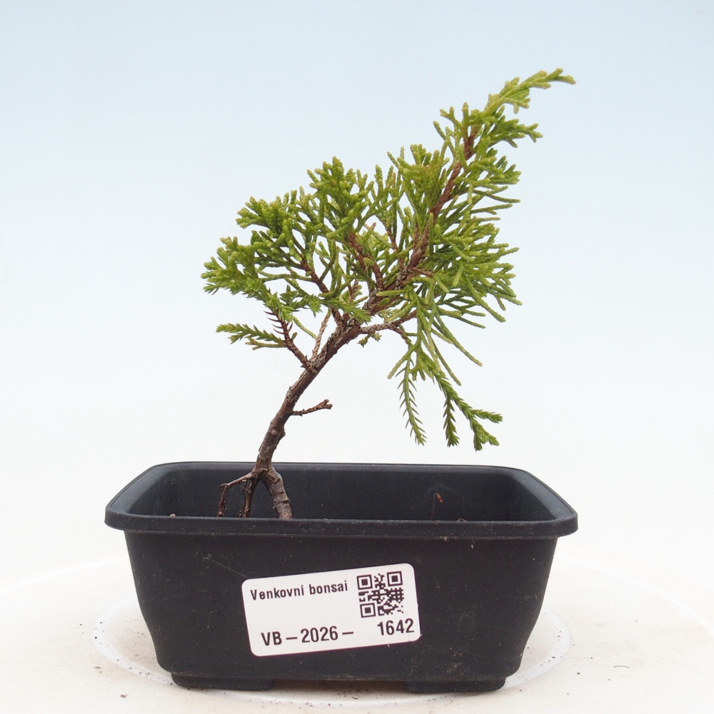 Venkovní bonsai - Juniperus chinensis Itoigawa -Jalovec čínský