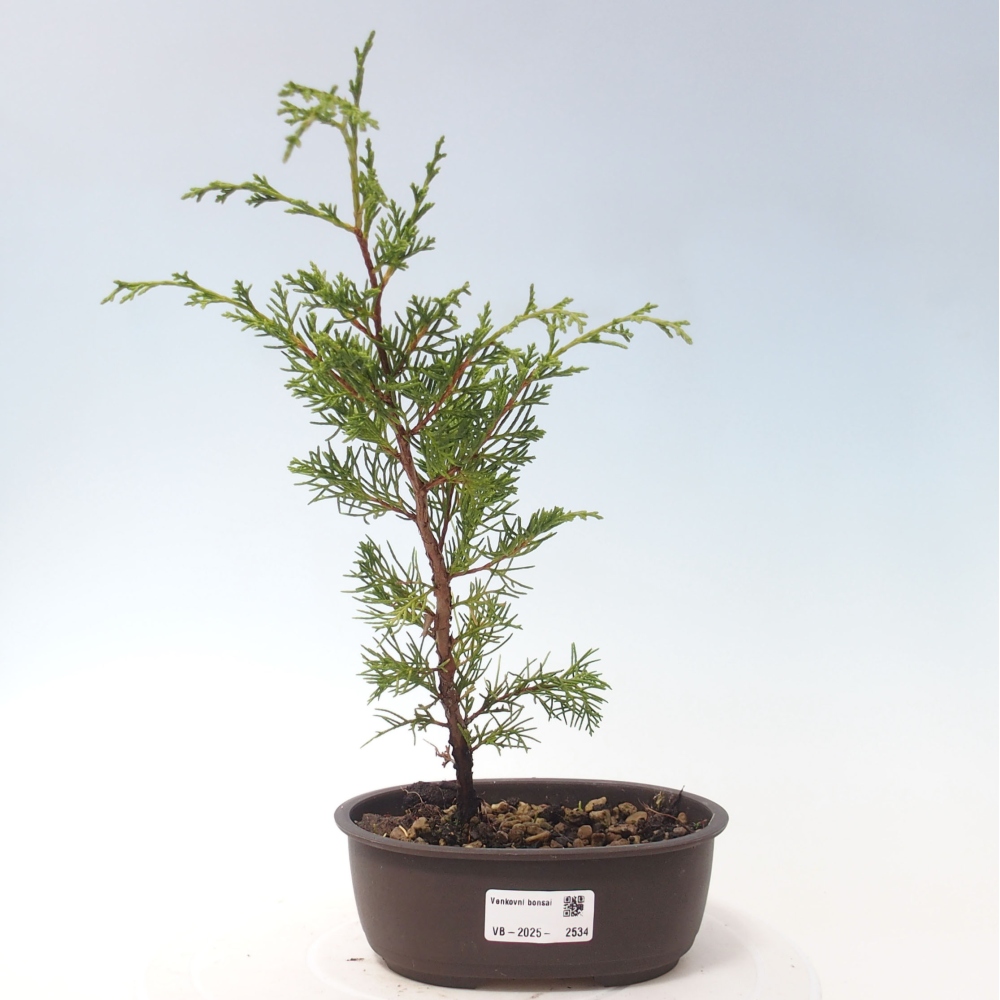Venkovní bonsai - Juniperus chinensis Itoigawa -Jalovec čínský