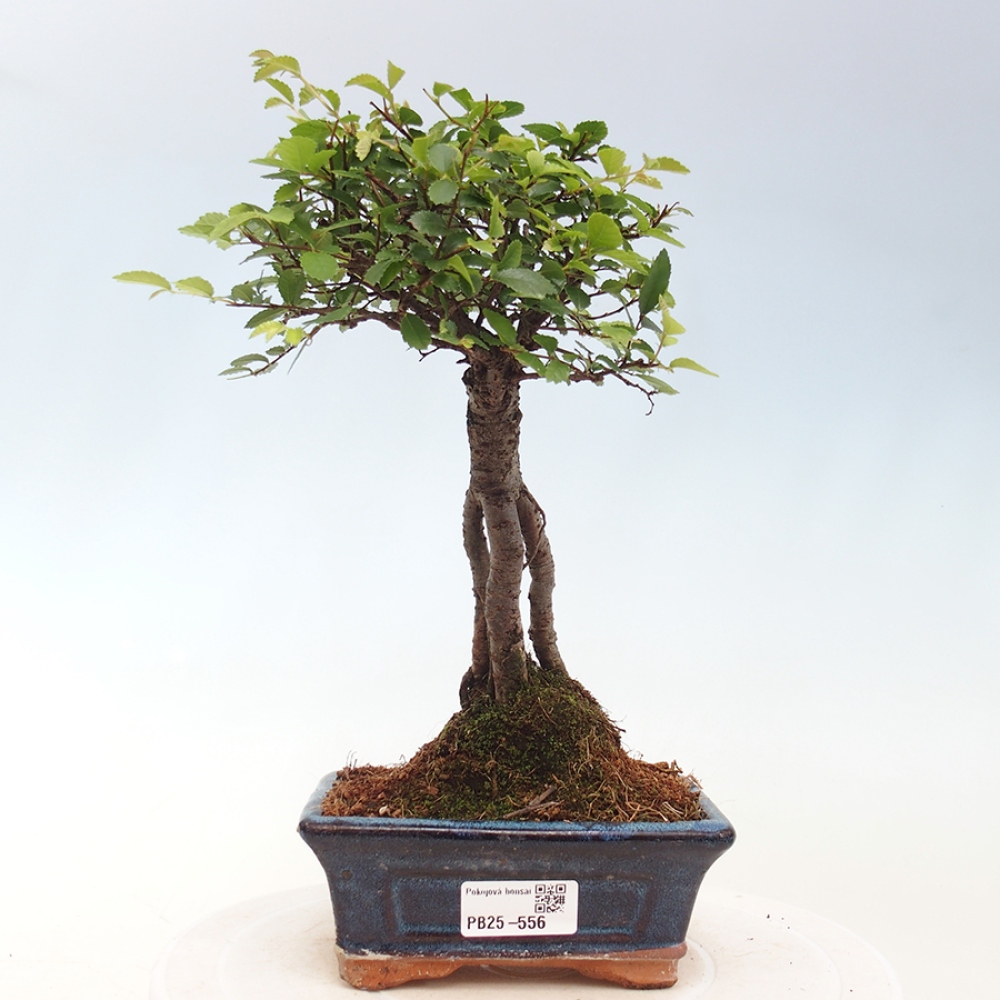 Pokojová bonsai - Ulmus parvifolia - Malolistý jilm