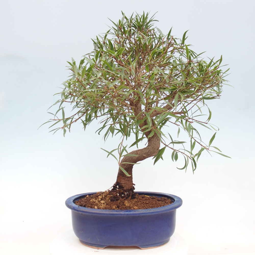 Pokojová bonsai - Ficus nerifolia -  malolistý fíkus