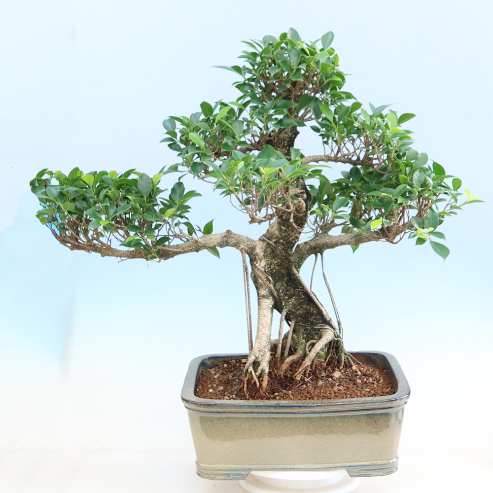 Pokojová bonsai - Ficus kimmen -  malolistý fíkus