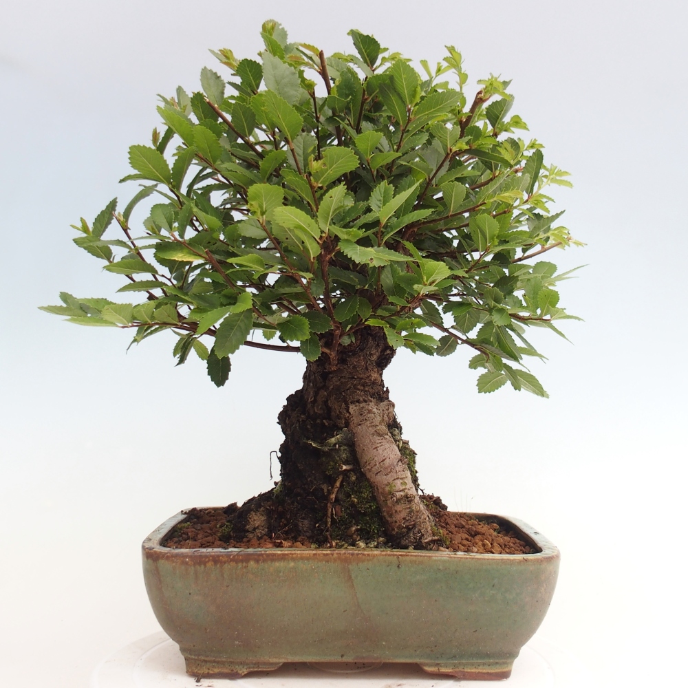 Venkovní bonsai - Zelkova - Zelkova NIRE