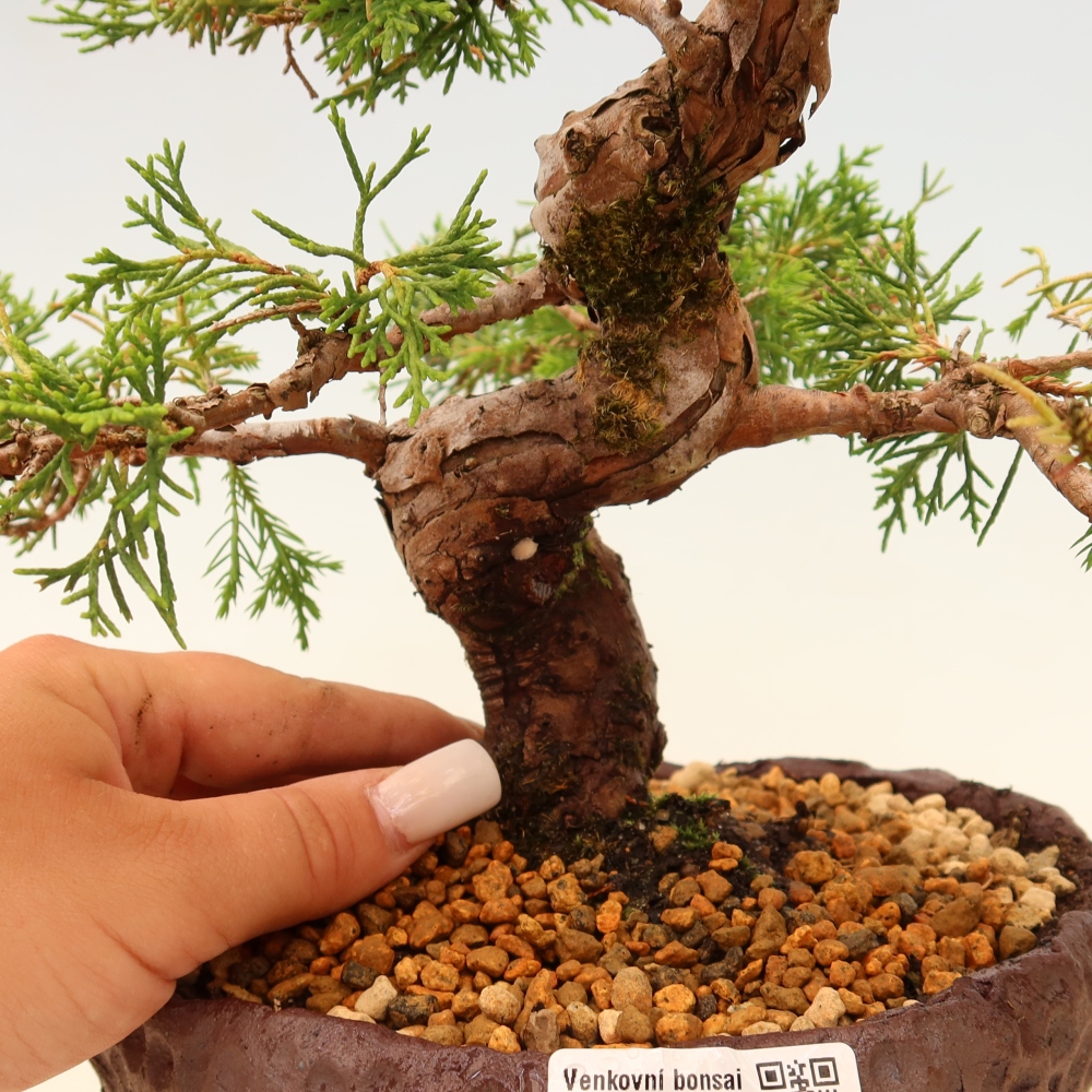 Venkovní bonsai - Juniperus chinensis Itoigawa -Jalovec čínský