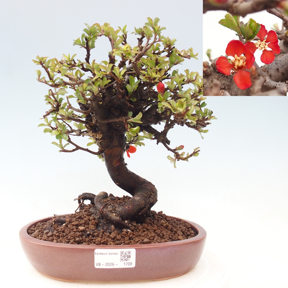 Venkovní  bonsai -  Chaneomeles speciosa - Kdoulovec ozdobný