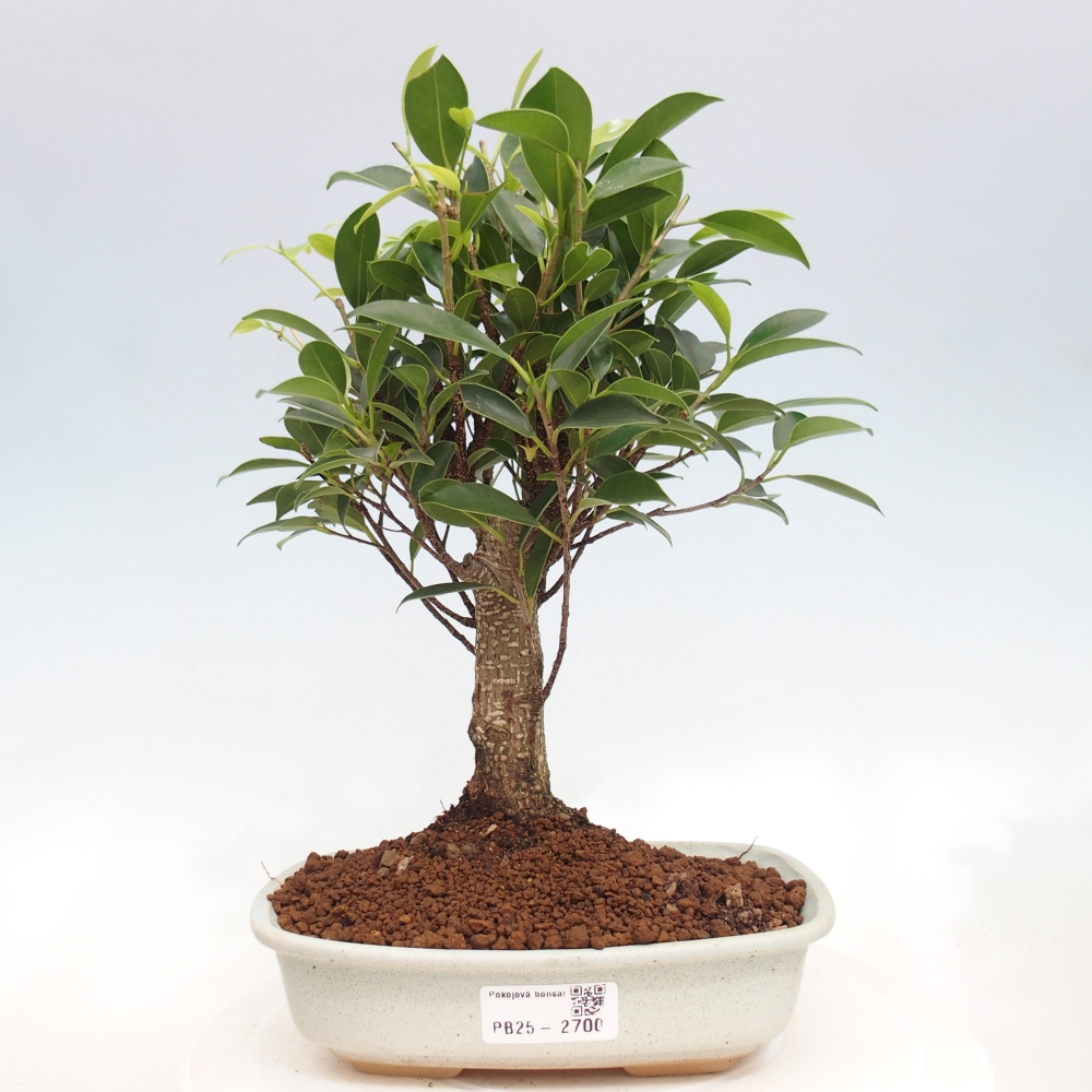 Pokojová bonsai - Ficus retusa -  malolistý fíkus
