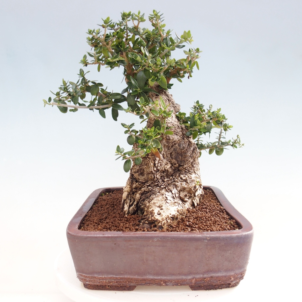 Pokojová bonsai - Olea europaea sylvestris -Oliva evropská drobnolistá