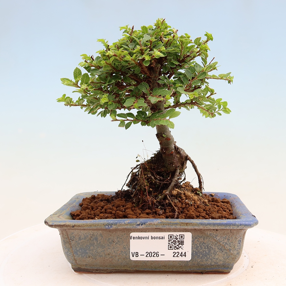 Venkovní bonsai - Ulmus parvifolia Sagei - Malolistý jilm