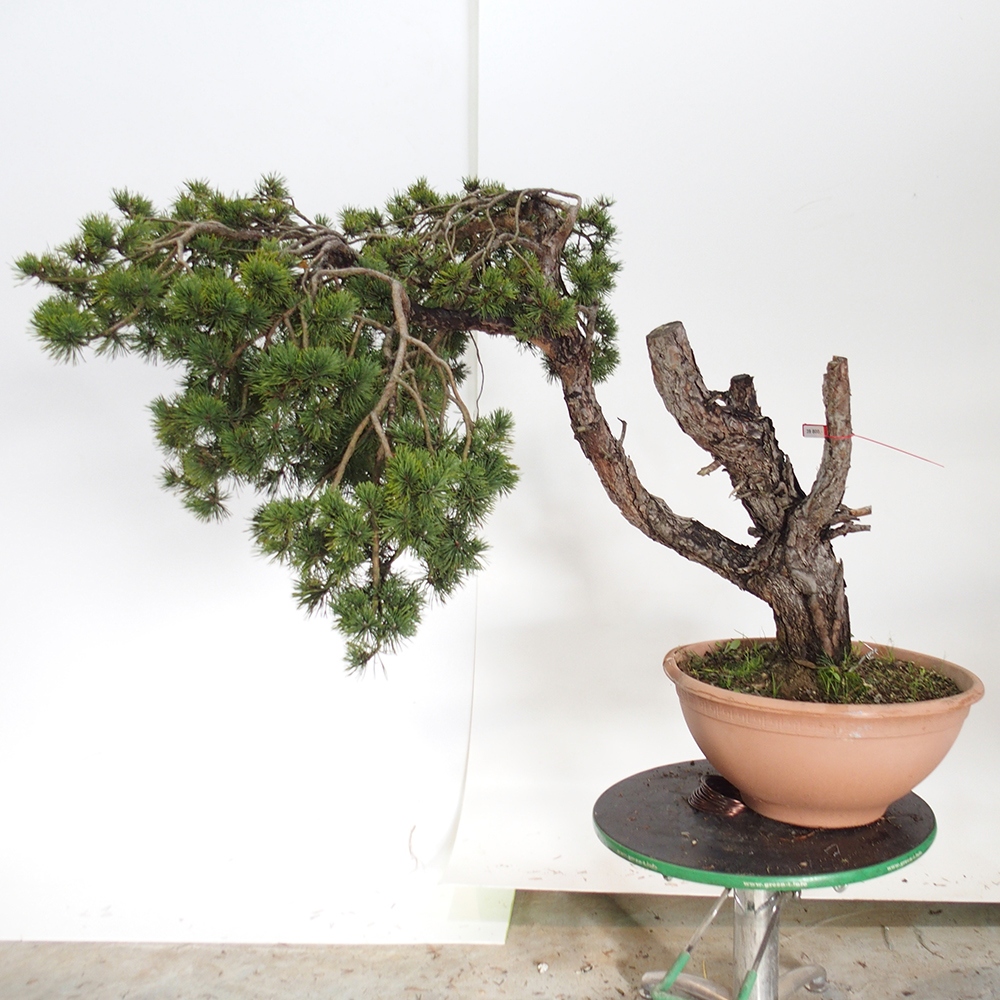 Yamadori - Pinus sylvestris Španělsko