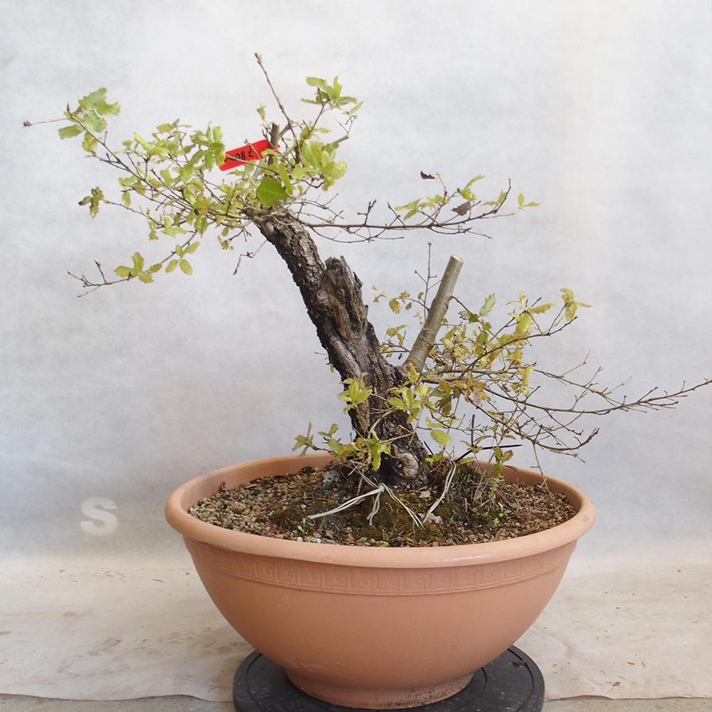 Venkovní bonsai Quercus Cerris - Dub Cer