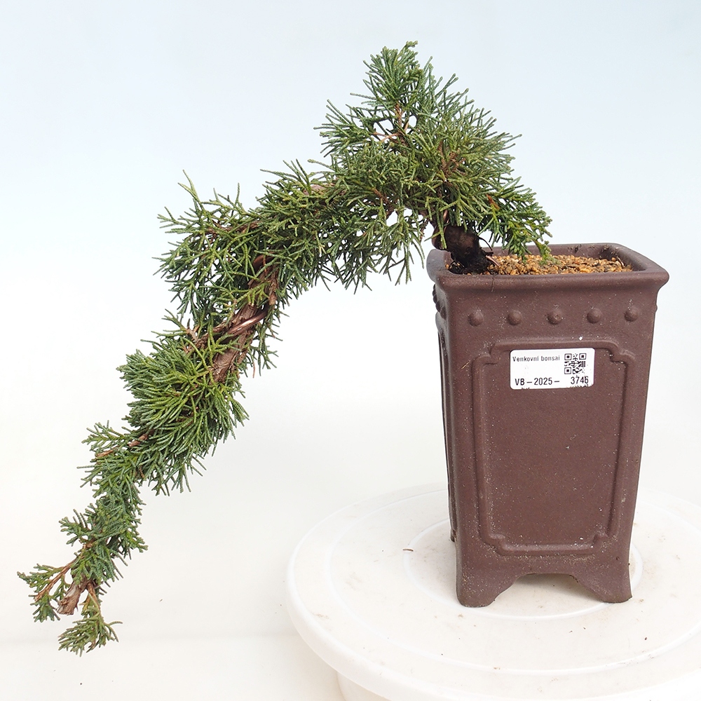 Venkovní bonsai - Juniperus chinensis Kishu -Jalovec čínský