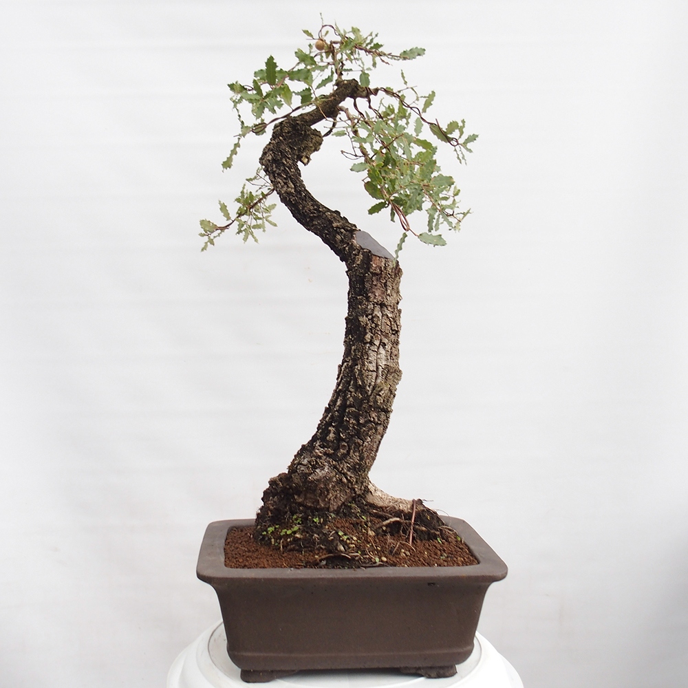 Yamadori - Quercus Ilex -Dub cesmínovitý