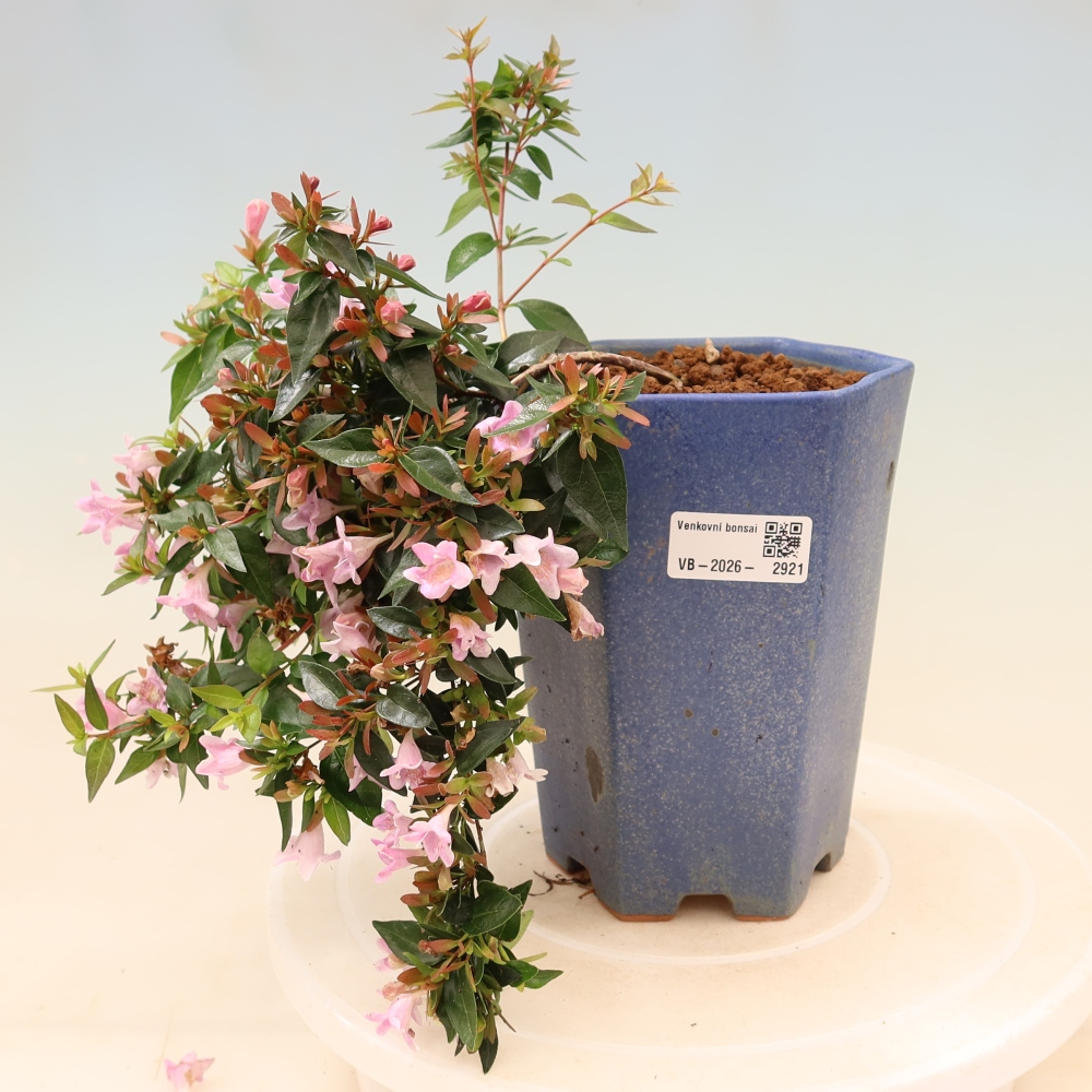 Venkovní bonsai - Abelia Edward Goucher - Abélie velkokvětá