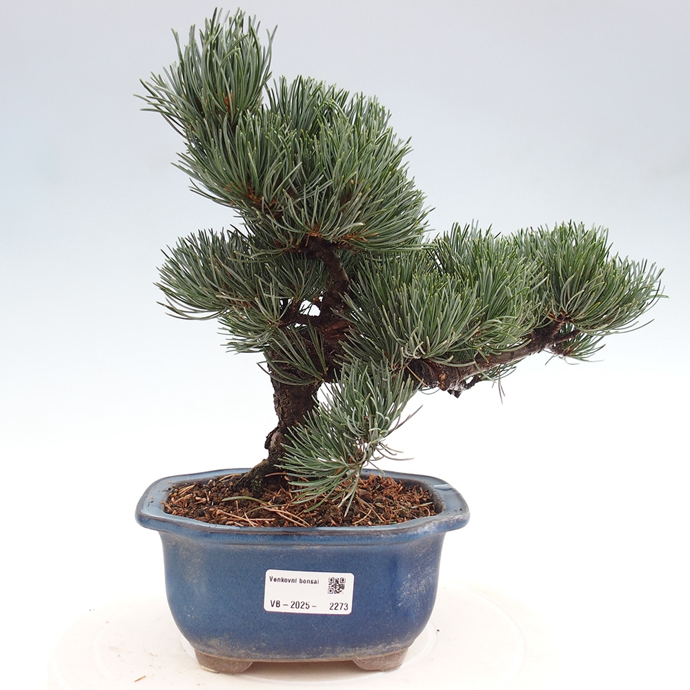Venkovní bonsai - Pinus parviflora - Borovice drobnokvětá