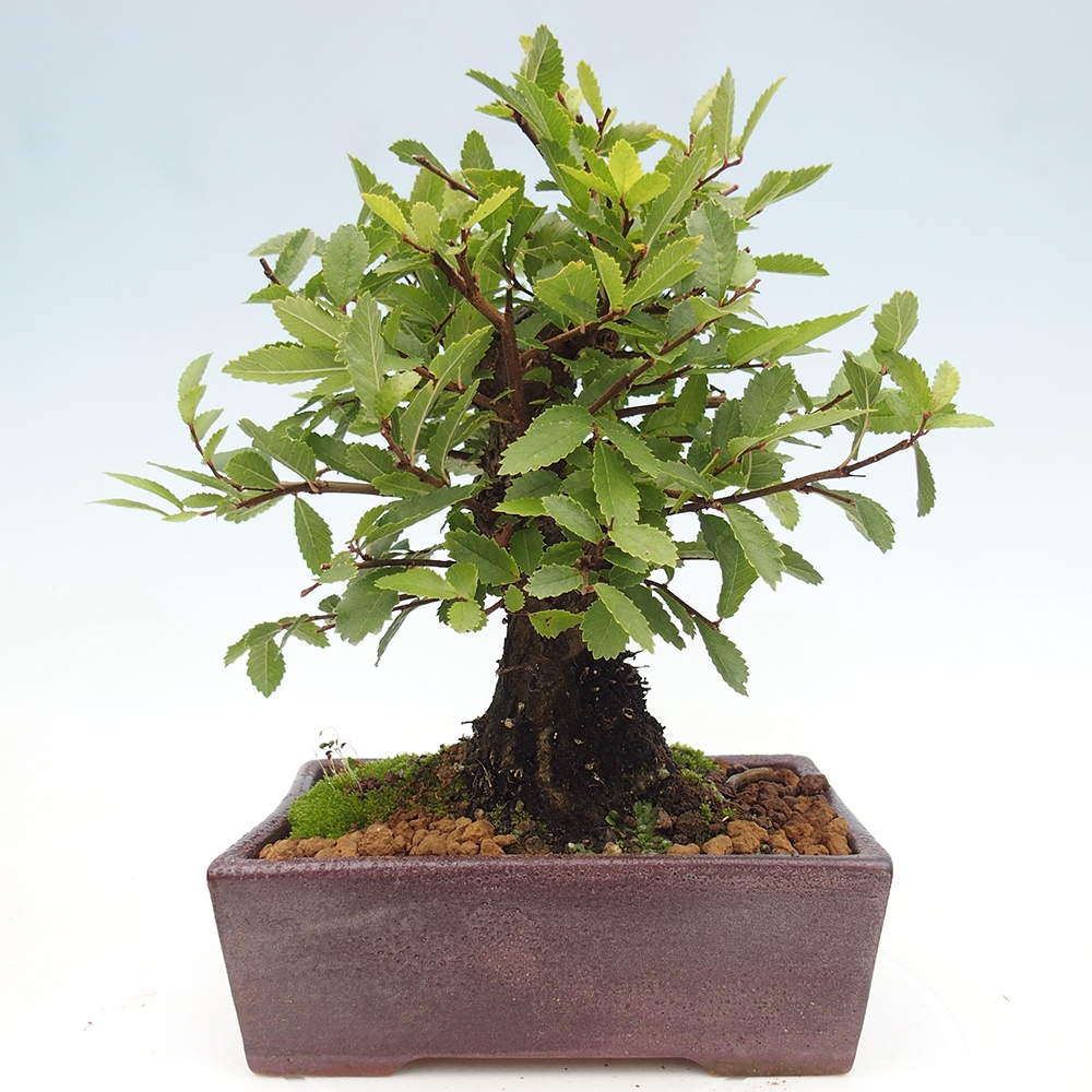 Venkovní bonsai - Zelkova - Zelkova NIRE