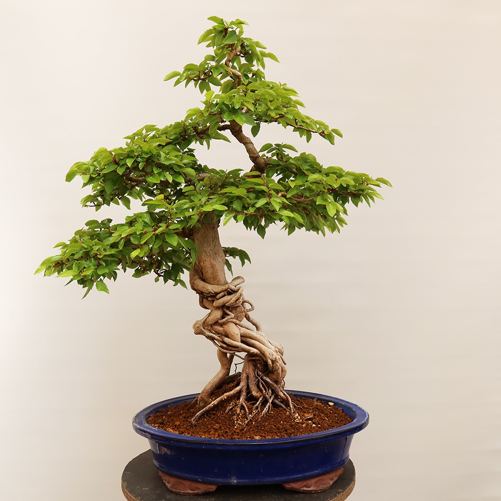 Venkovní bonsai -Carpinus Coreana - Habr korejský