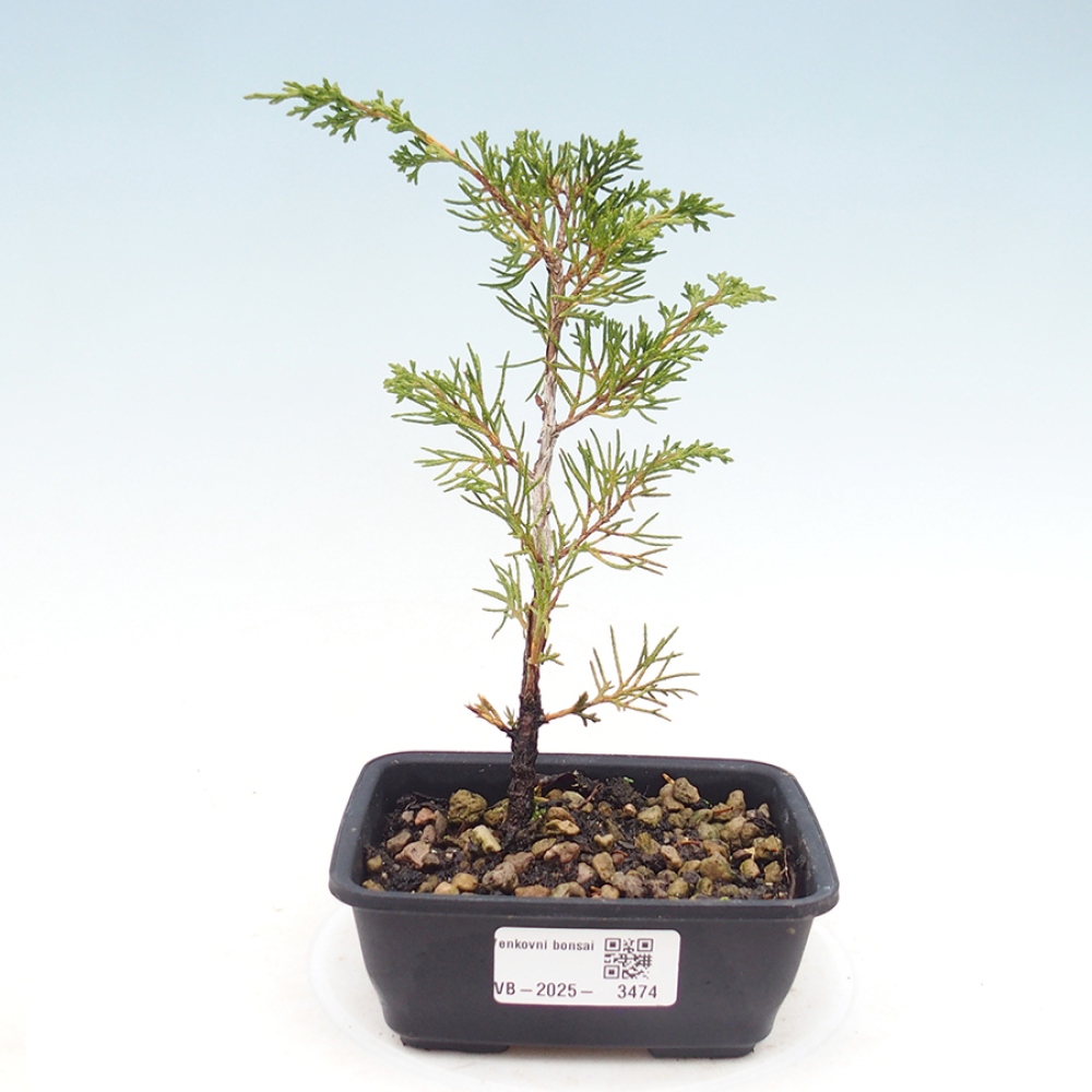 Venkovní bonsai - Juniperus chinensis Itoigawa -Jalovec čínský