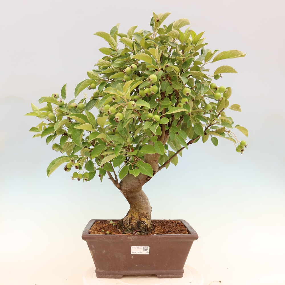 Venkovní bonsai -Malus halliana - Maloplodá jabloň