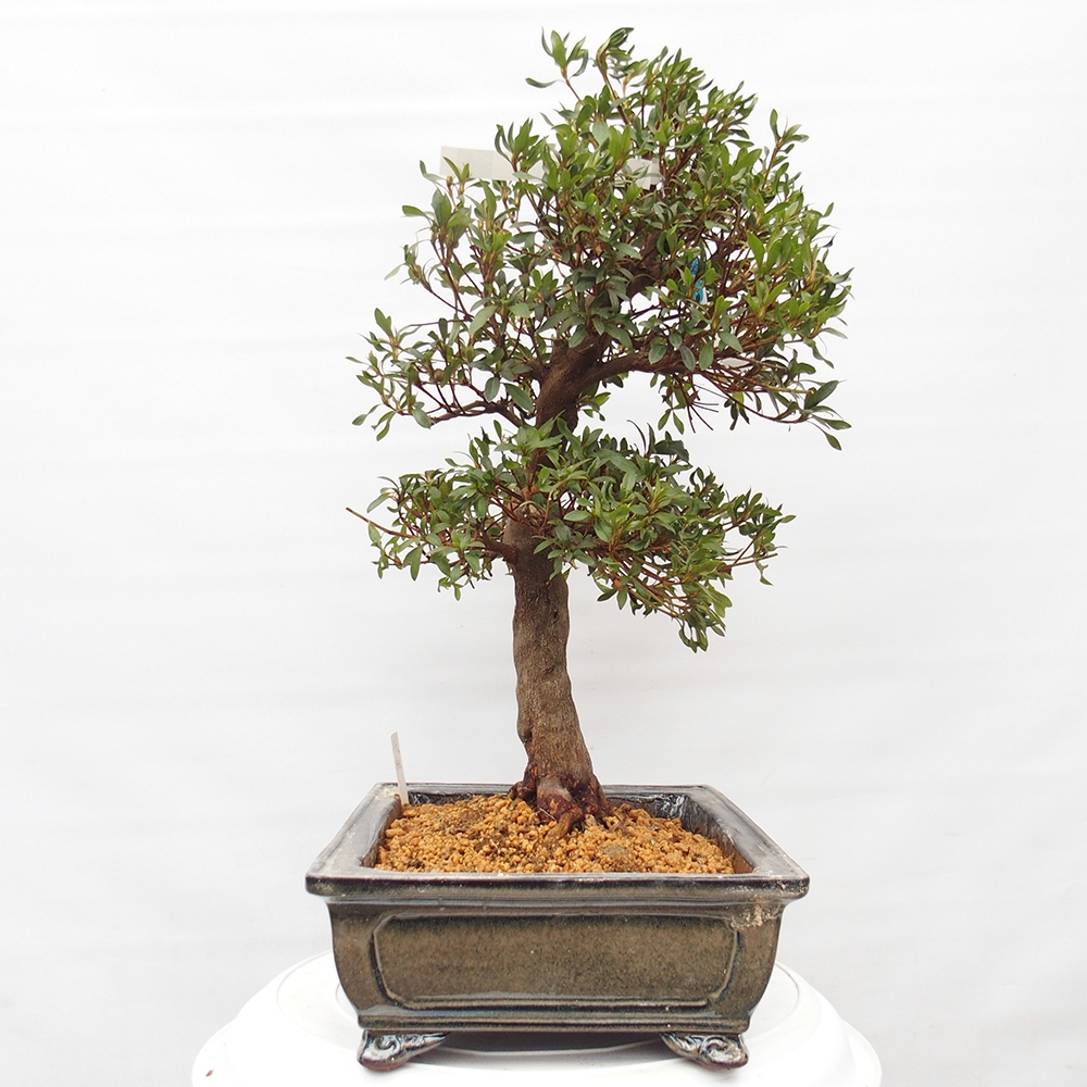 Venkovní bonsai - Japonská azalka - Azalea Chihiro