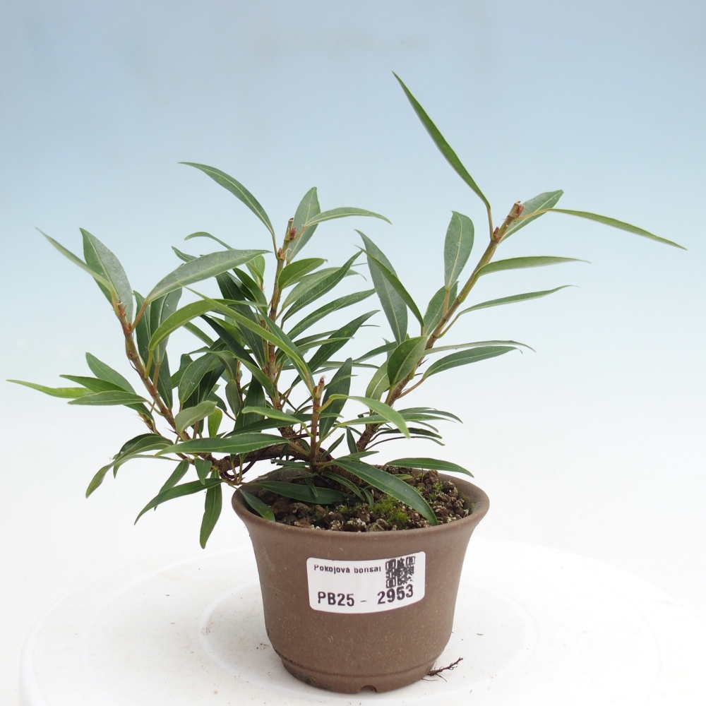 Pokojová bonsai - Ficus nerifolia -  malolistý fíkus