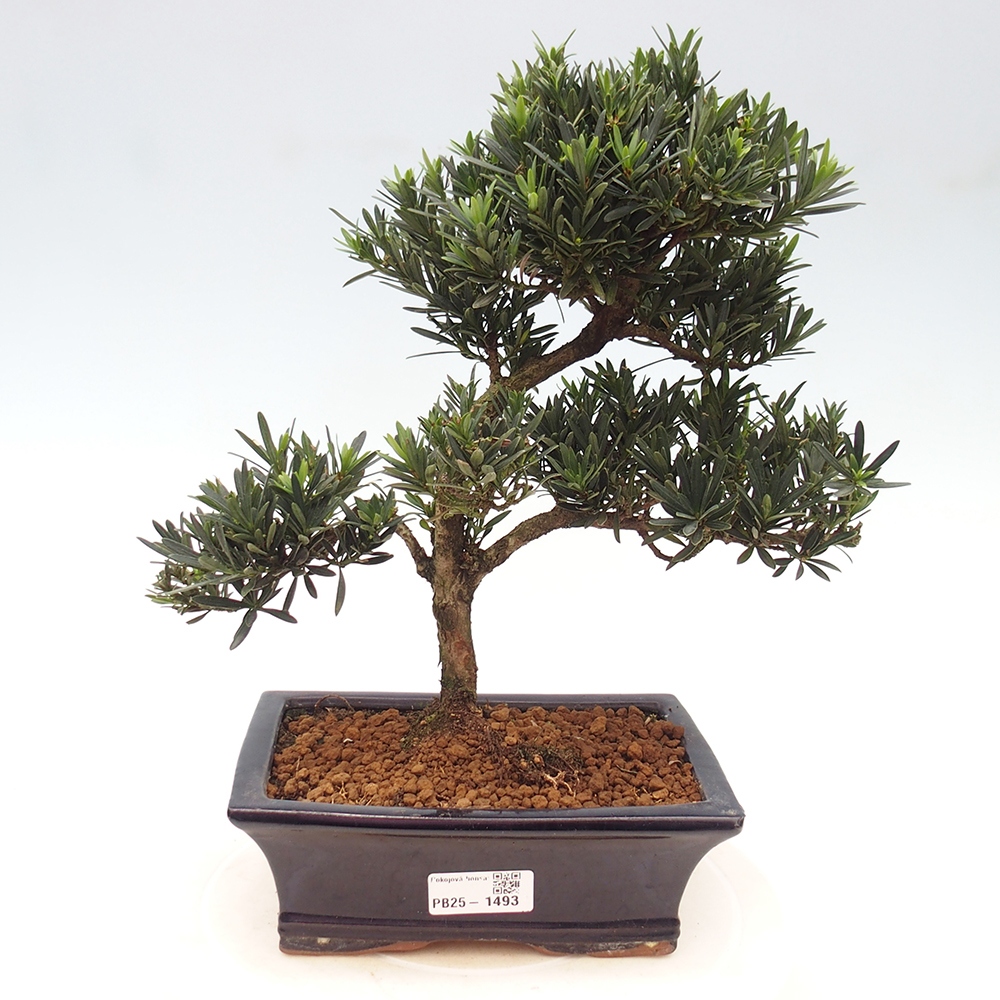 Pokojová bonsai - Podocarpus - Kamenný tis