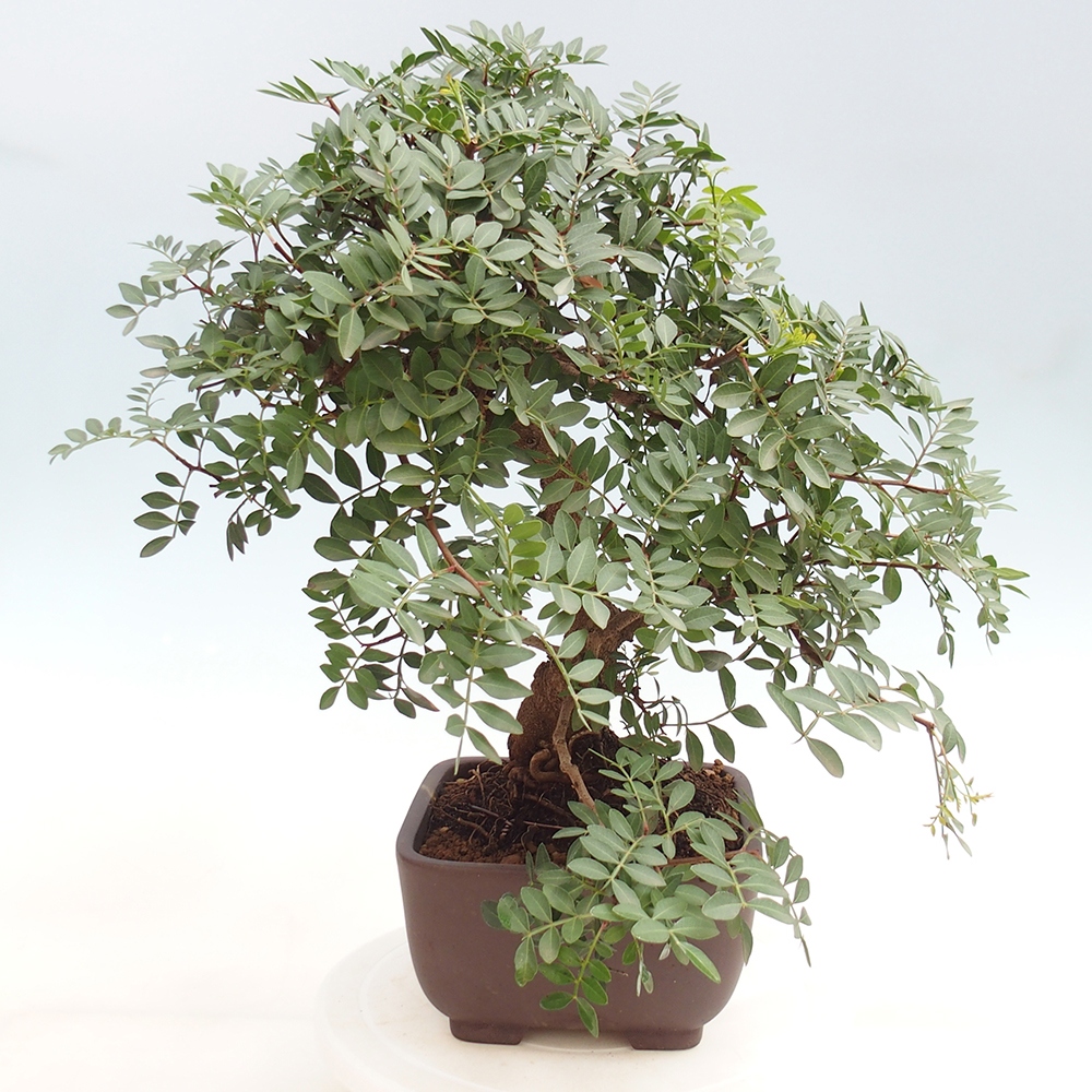 Pokojová bonsai -  Pistácie
