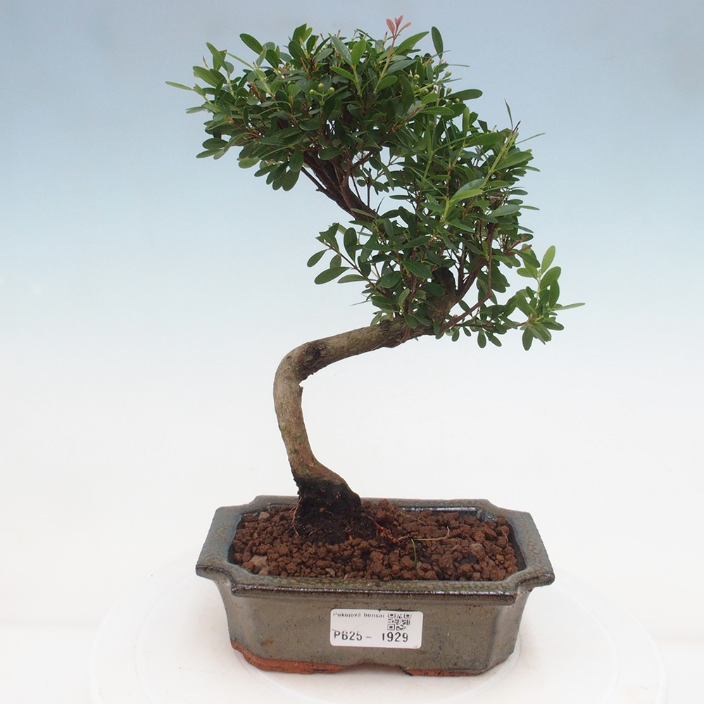 Pokojová bonsai - Syzygium - Pimentovník