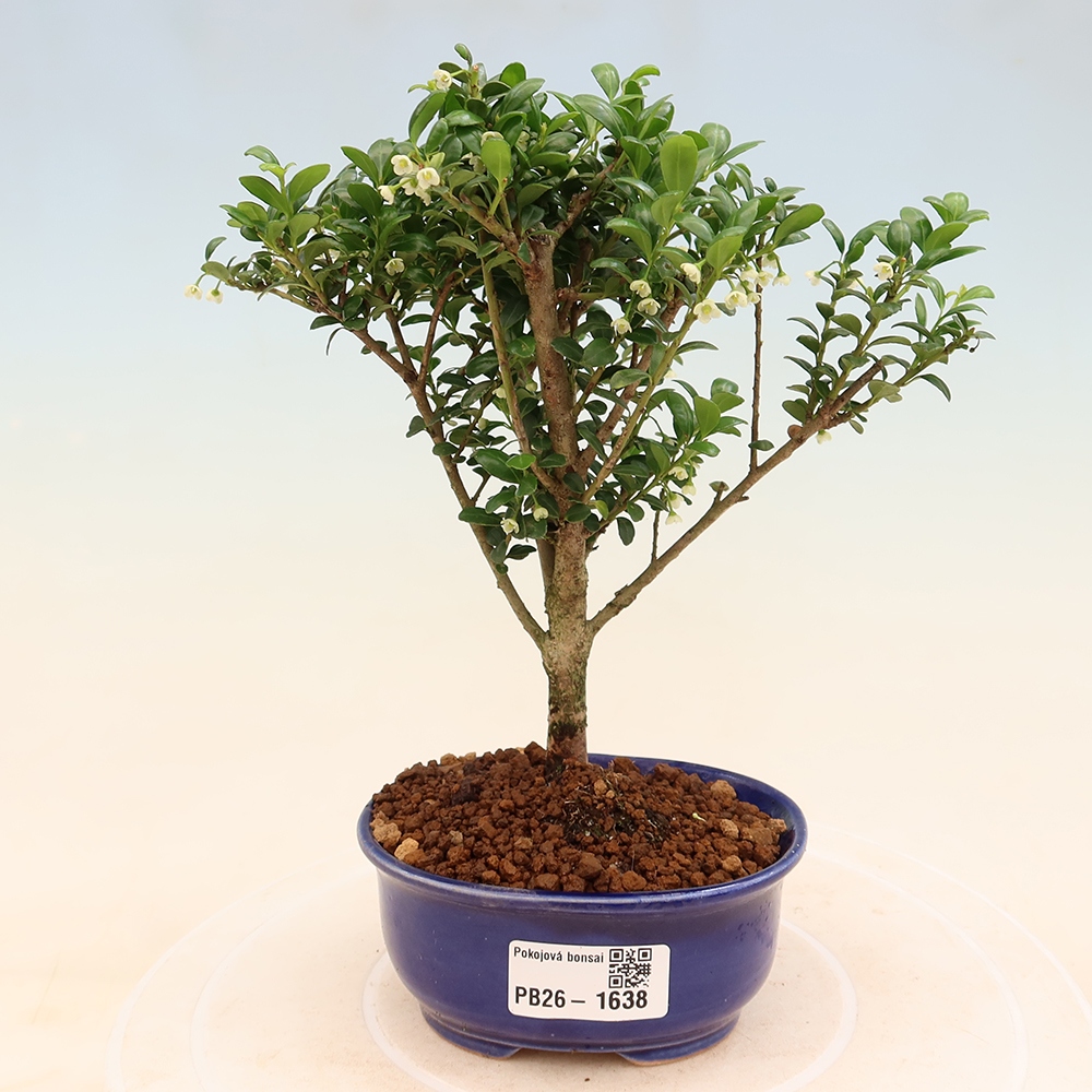Pokojová bonsai - Ilex crenata - Cesmína