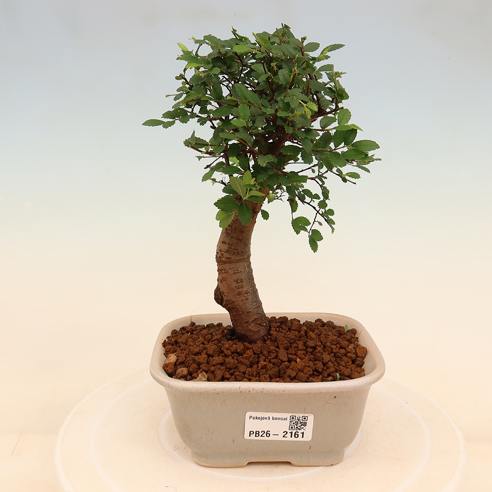 Pokojová bonsai - Ulmus parvifolia - Malolistý jilm