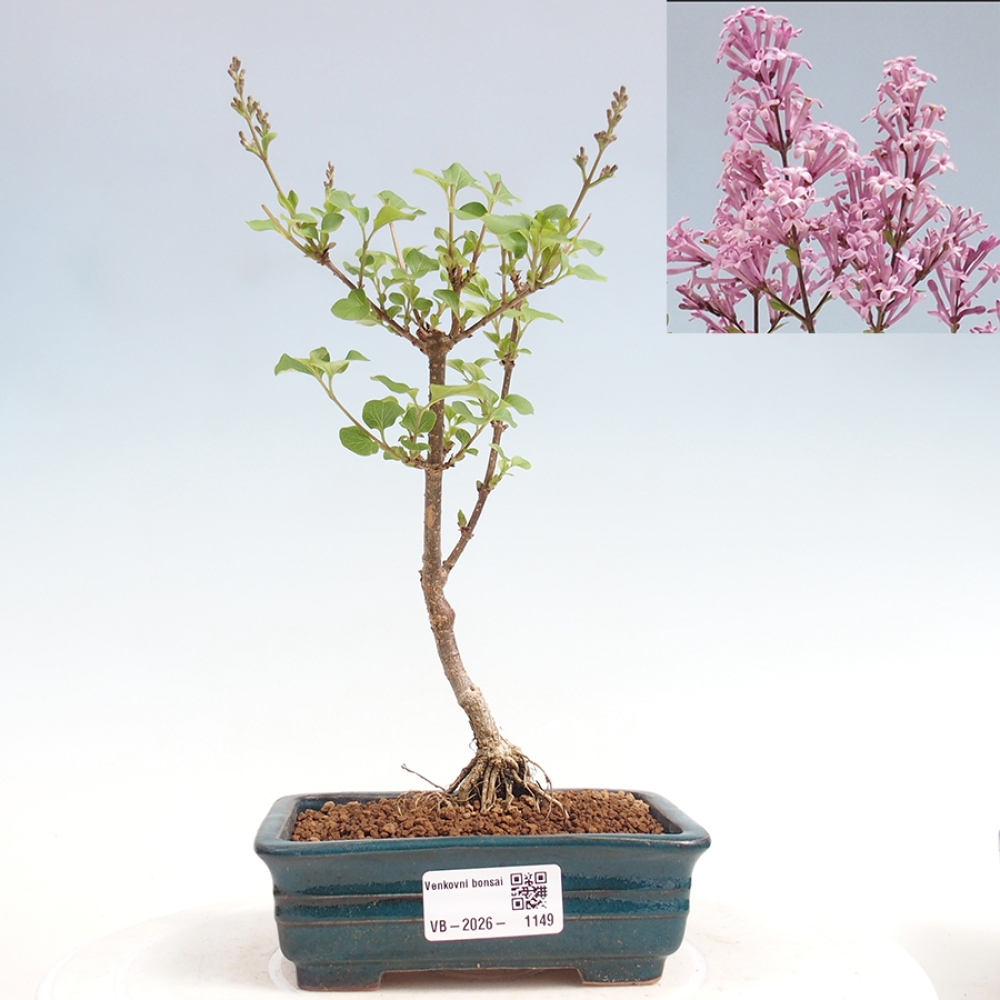 Venkovní bonsai - Syringa Meyeri Palibin - Šeřík Meyerův