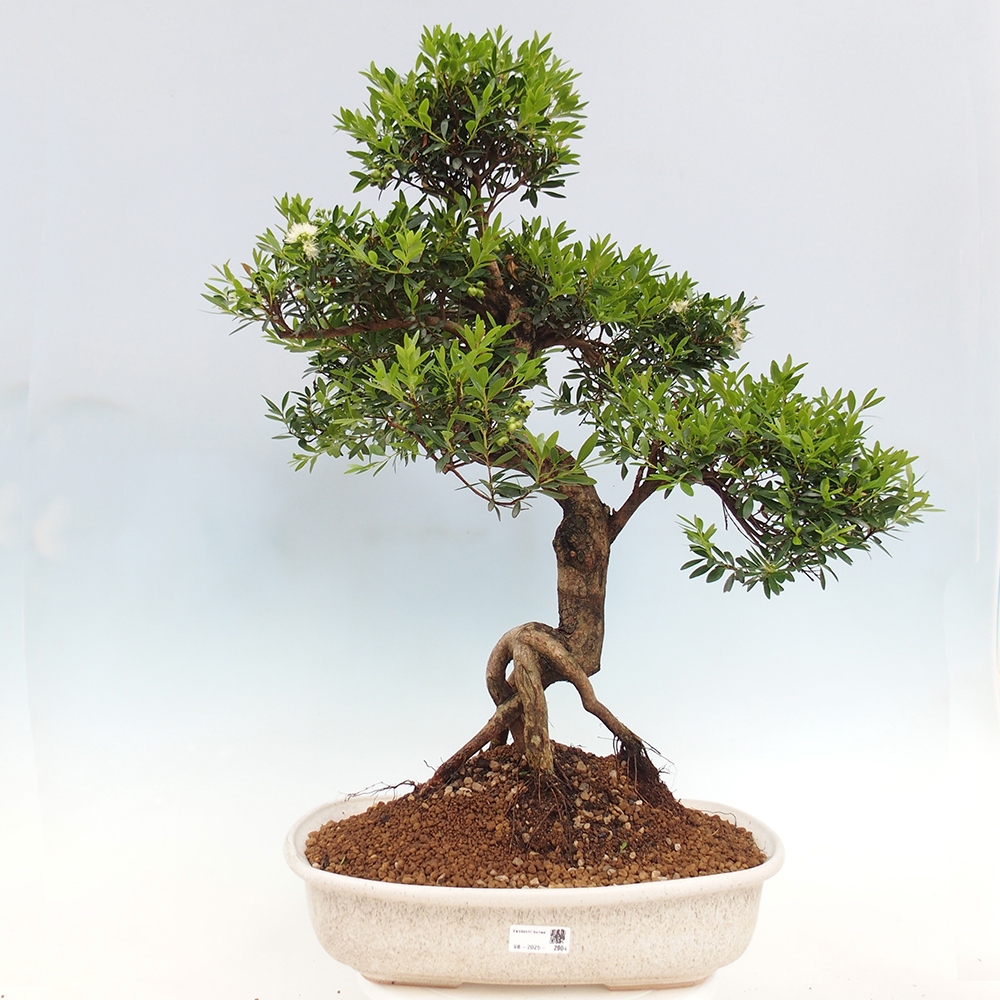 Pokojová bonsai - Syzygium - Pimentovník - POUZE OSOBNÍ ODBĚR nebo paletová přeprava