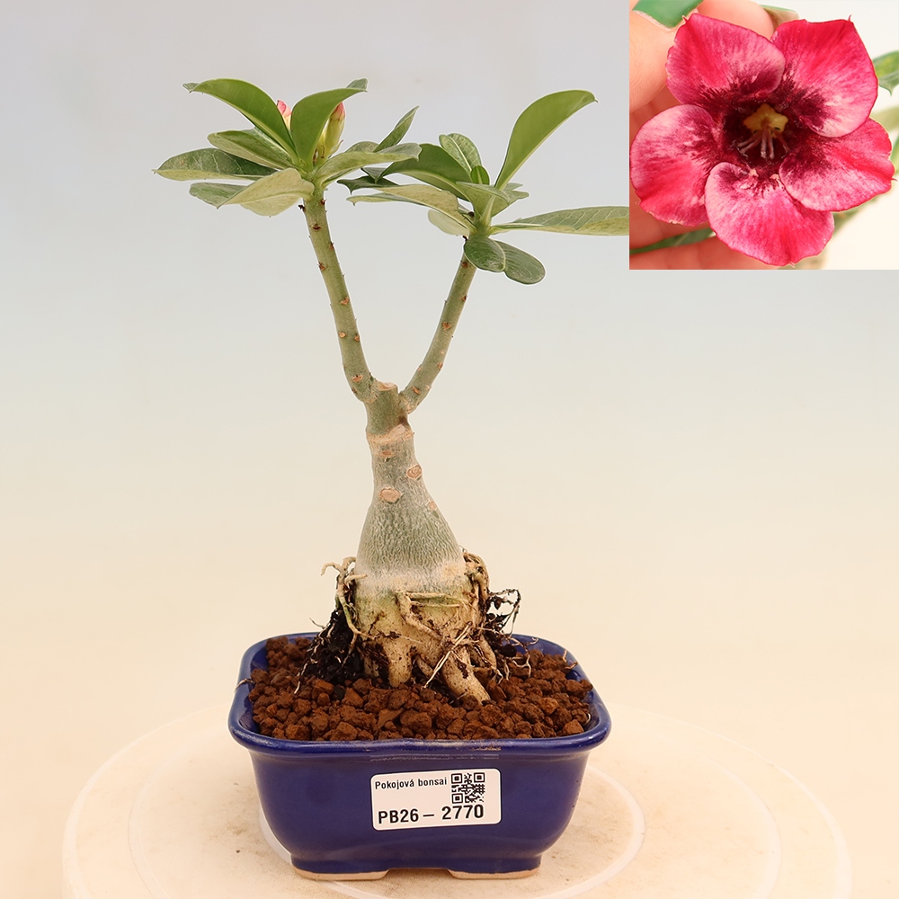 Pokojová bonsai - Adenium obesum roubovaná Mumbai Pink Diamond  - Pouštní růže