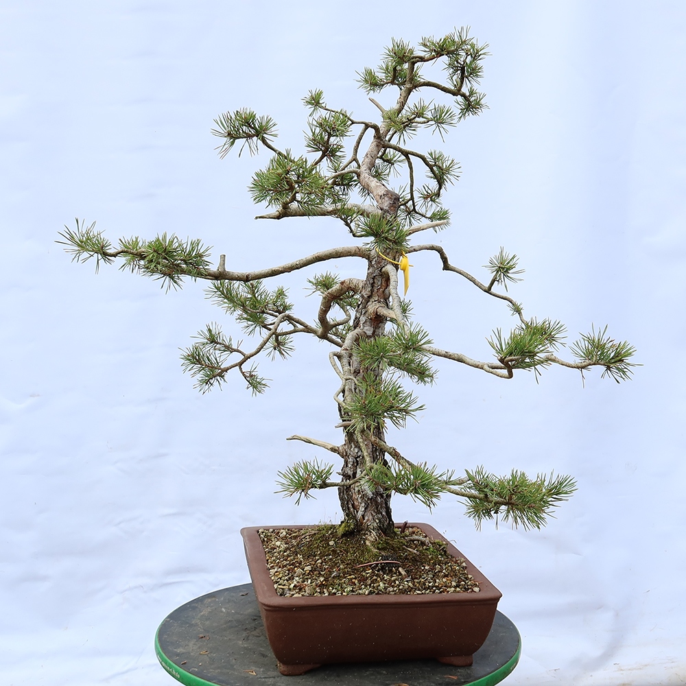 Pinus sylvestris Španělsko - borovice lesní