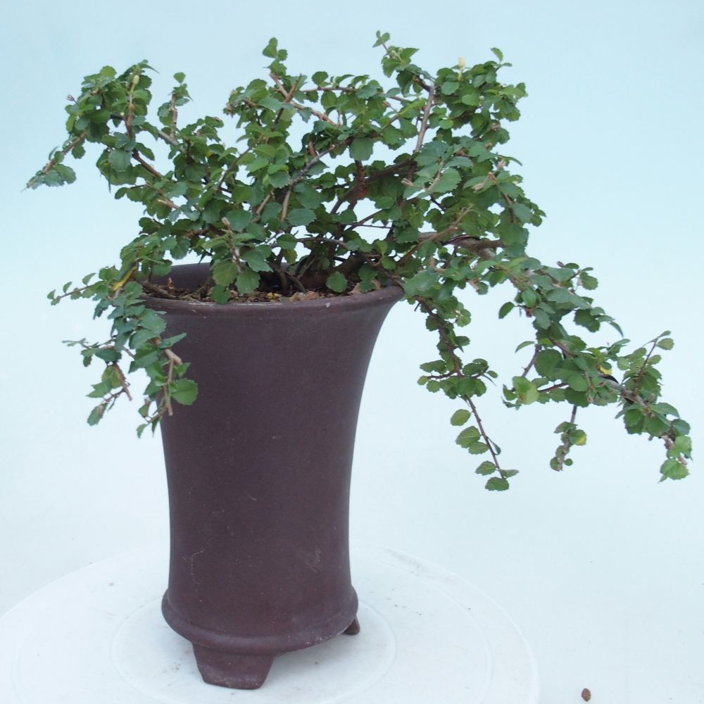 Pokojová bonsai - Grewia sp. - Grewie malolistá