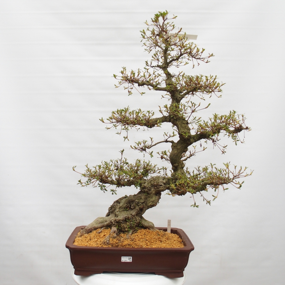 Venkovní bonsai - Japonská azalka - Azalea Hekinan-no-Tsuki