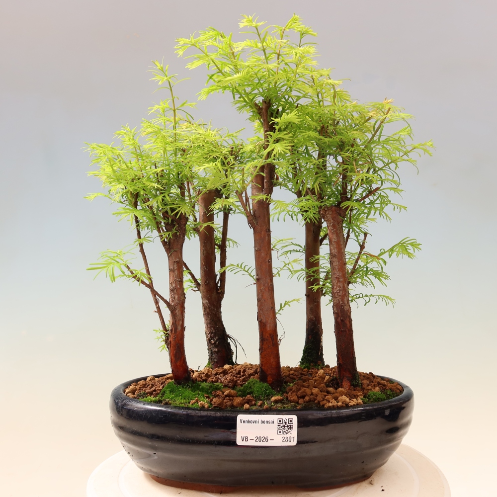Venkovní bonsai - Metasequoia glyptostroboides - Metasekvoje čínská - lesík