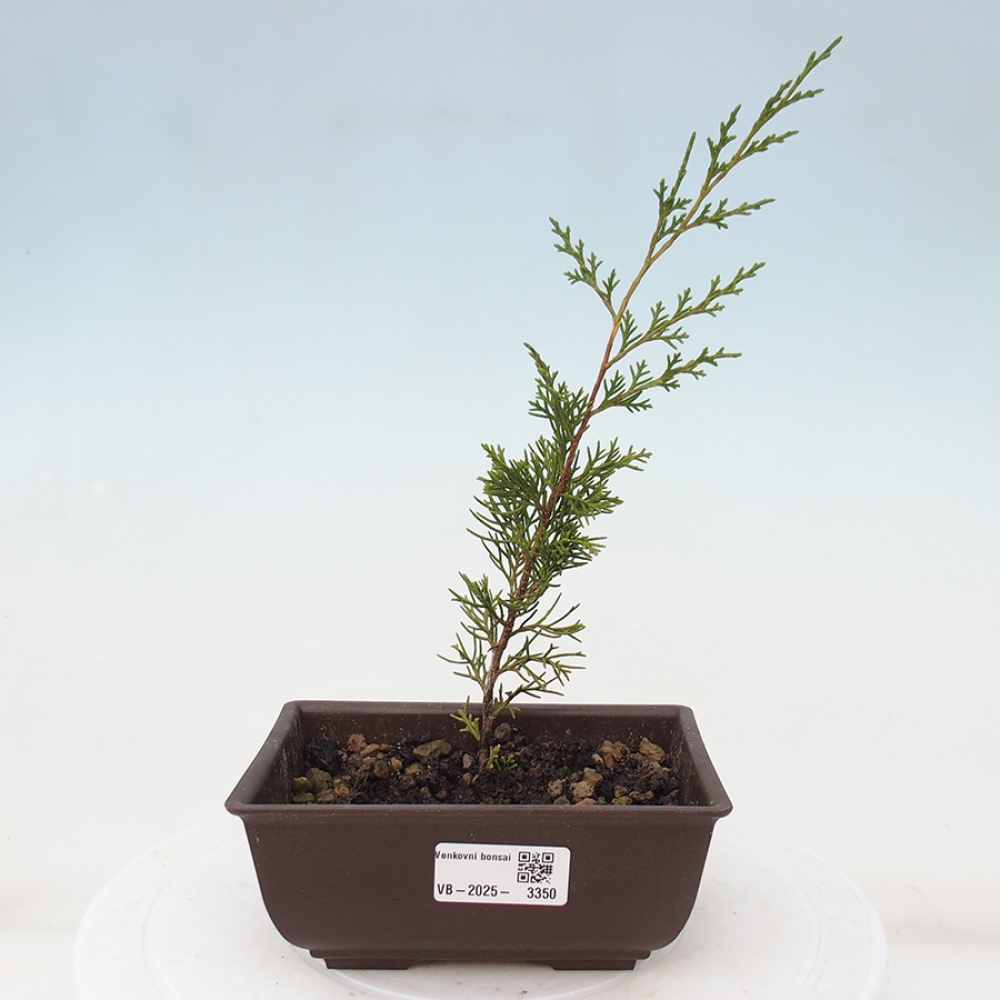 Venkovní bonsai - Juniperus chinensis Itoigawa -Jalovec čínský