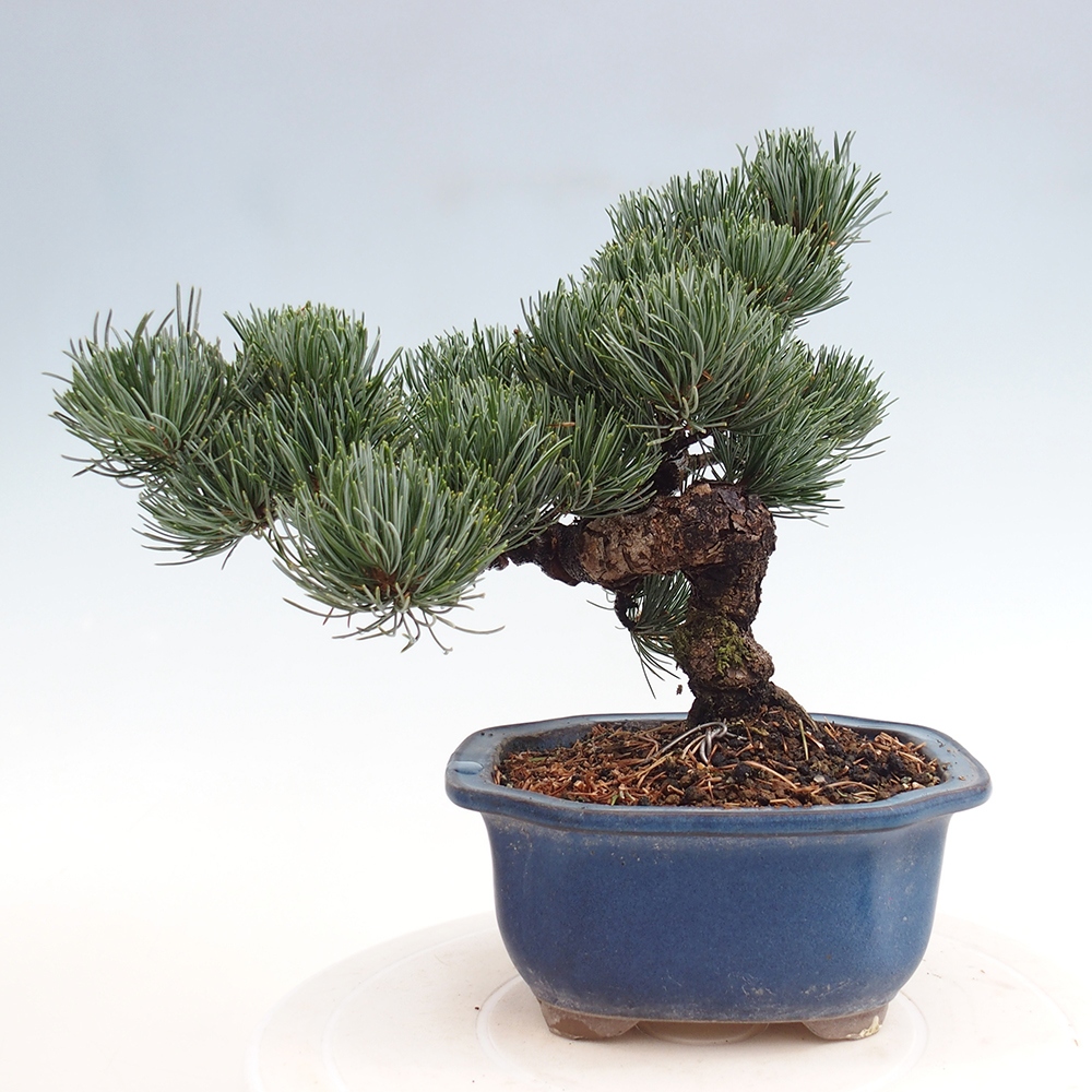 Venkovní bonsai - Pinus parviflora - Borovice drobnokvětá