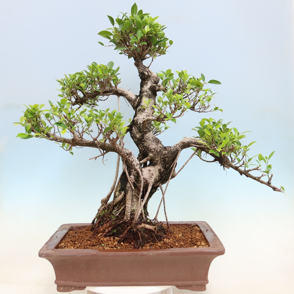 Pokojová bonsai - Ficus kimmen -  malolistý fíkus